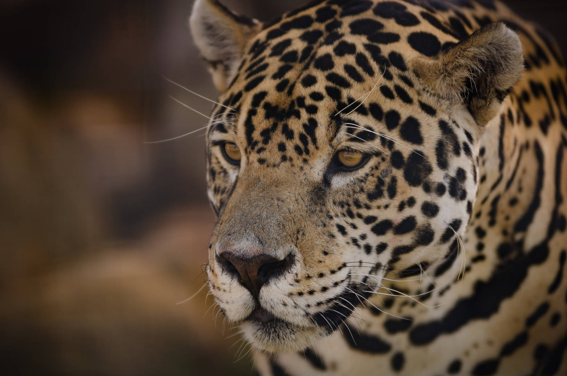 1920x1272 Download Pantanal Jaguar Wallpaper
