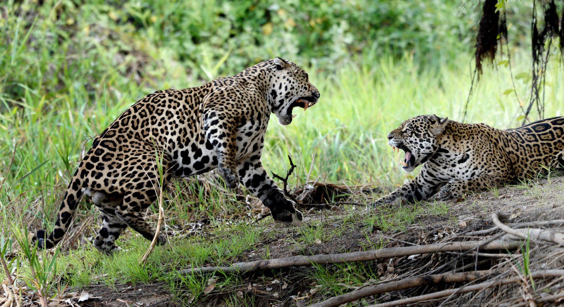 1920x1044 Download Pantanal Jaguars Wallpaper