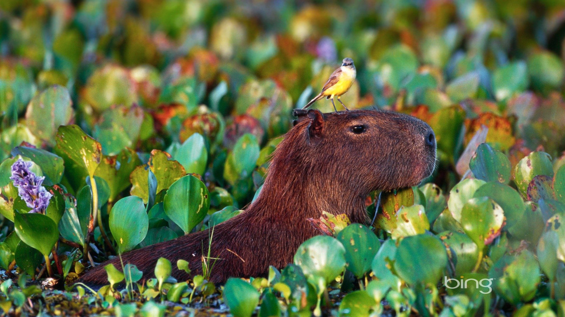 1920x1080 Bird perched atop a wading Capybara in Pantanal Matogrossense National Park Brazil