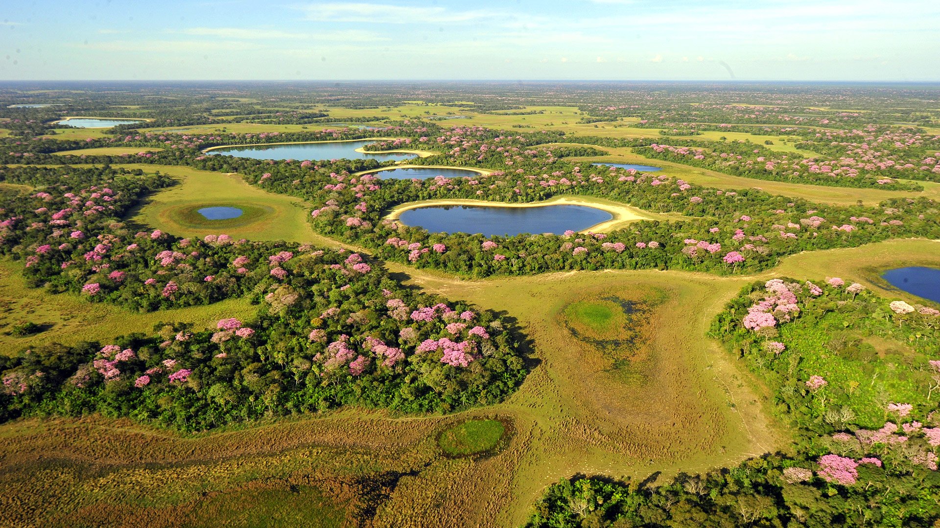 1920x1080 Pantanal
