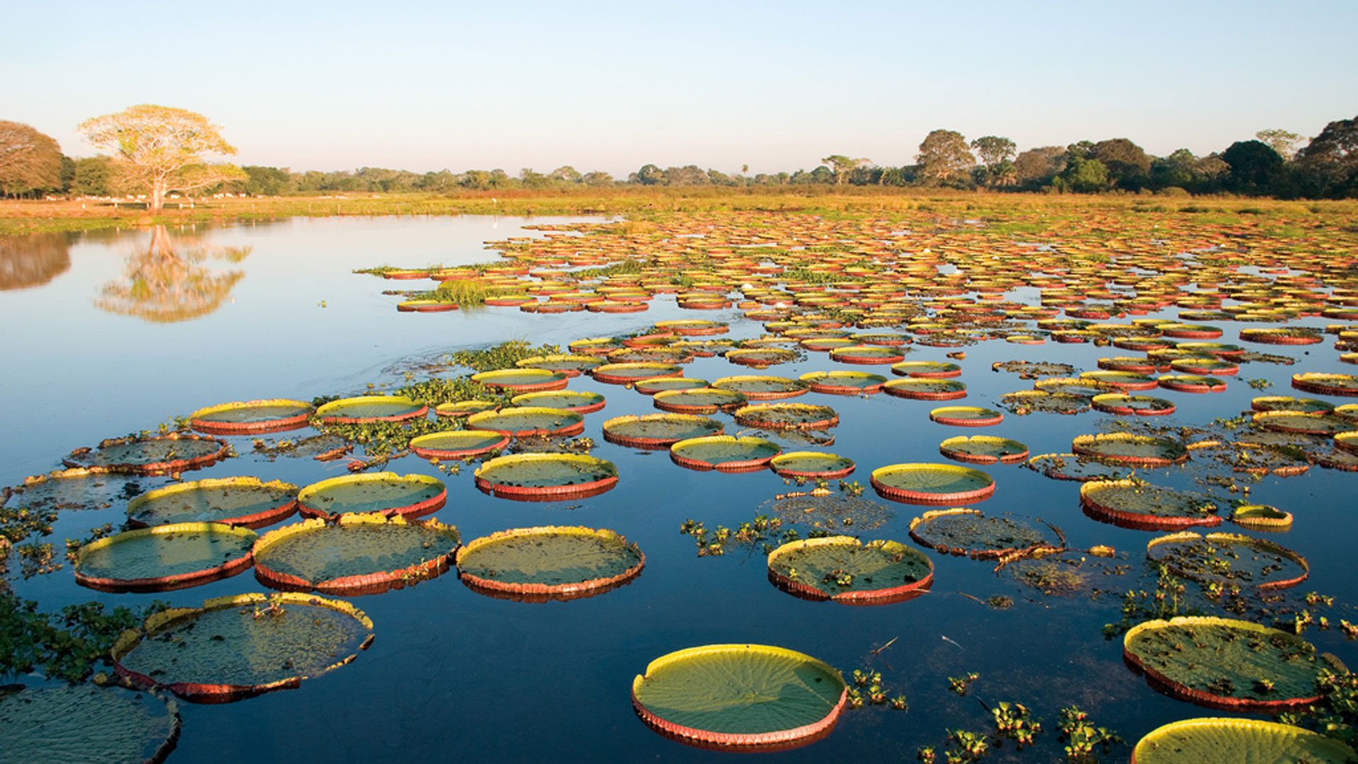 1920x1080 Pantanal Matogrossense Wallpaper
