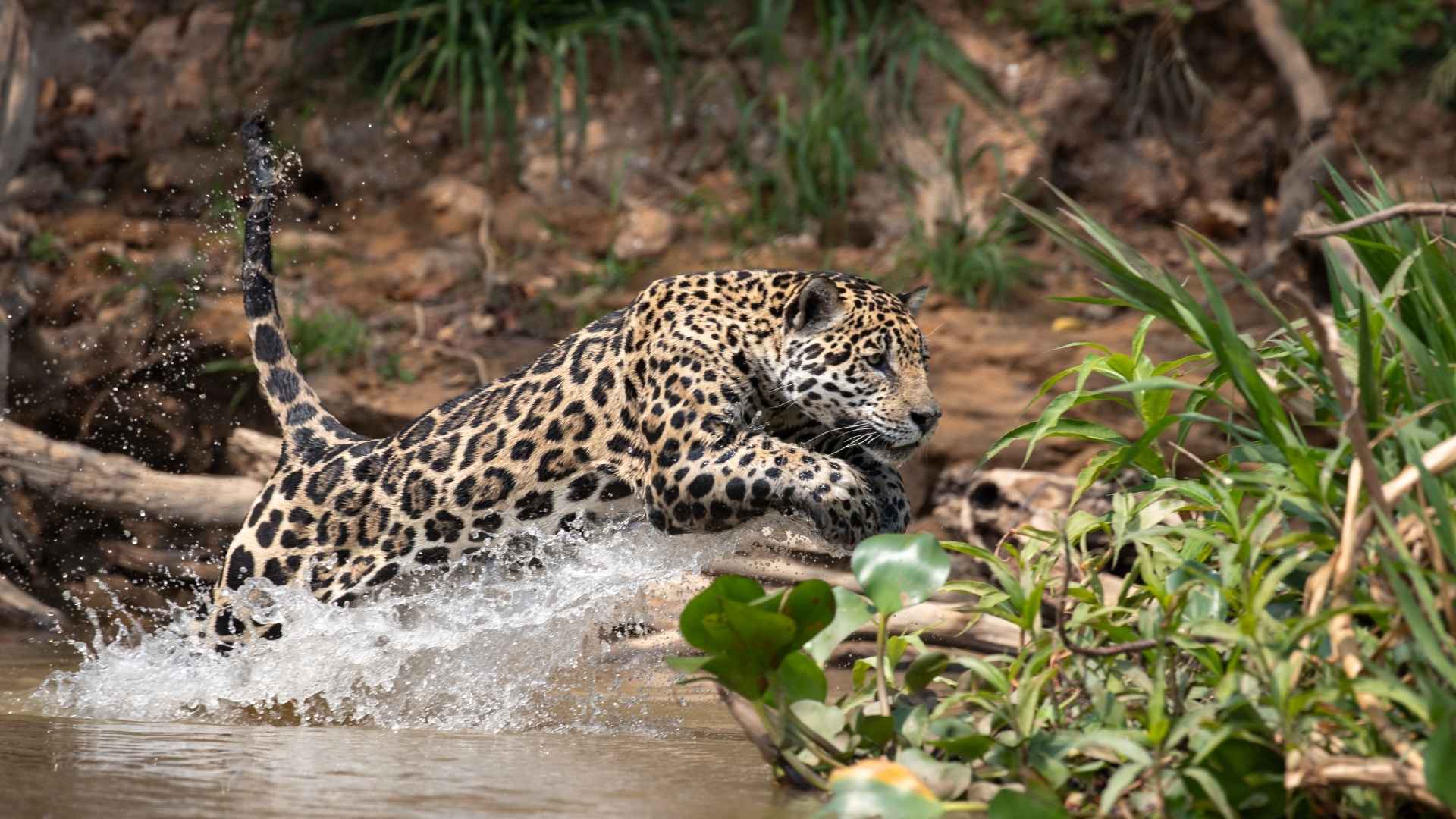 1920x1080 THE JAGUARS OF THE PANTANAL
