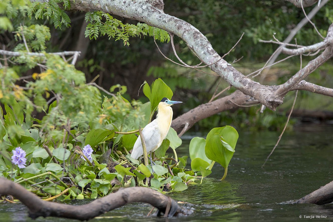 1329x886 The Pantanal in Brazil and its wildlife Grosso do Sul