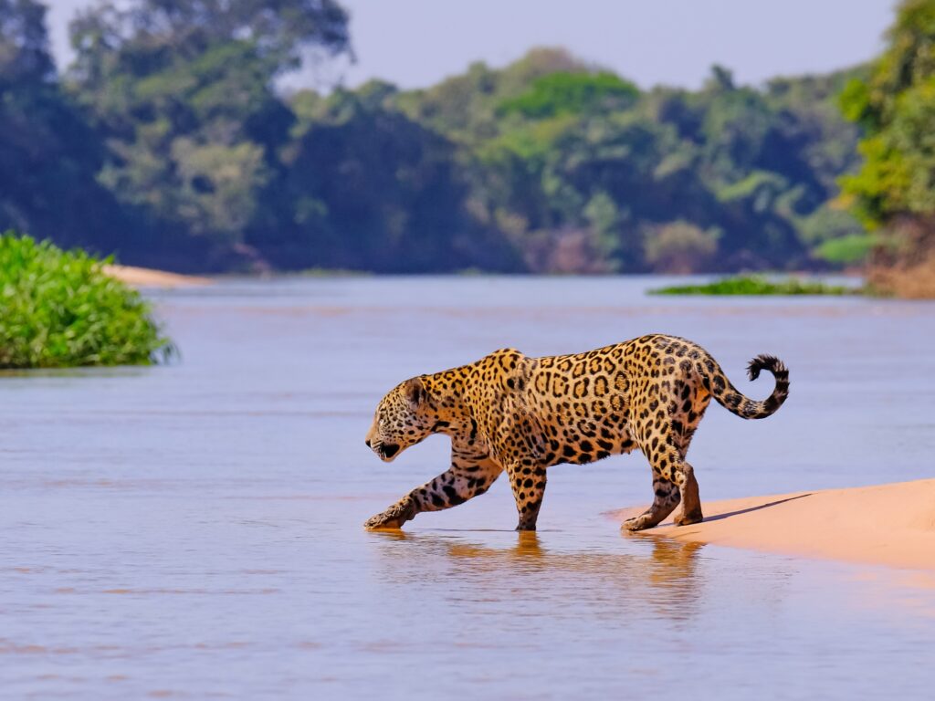 1024x768 Planning For Jaguar Habitat Connectivity In The Large Pantanal Chaco Landscape Of South America​ For Large Landscape Conservation