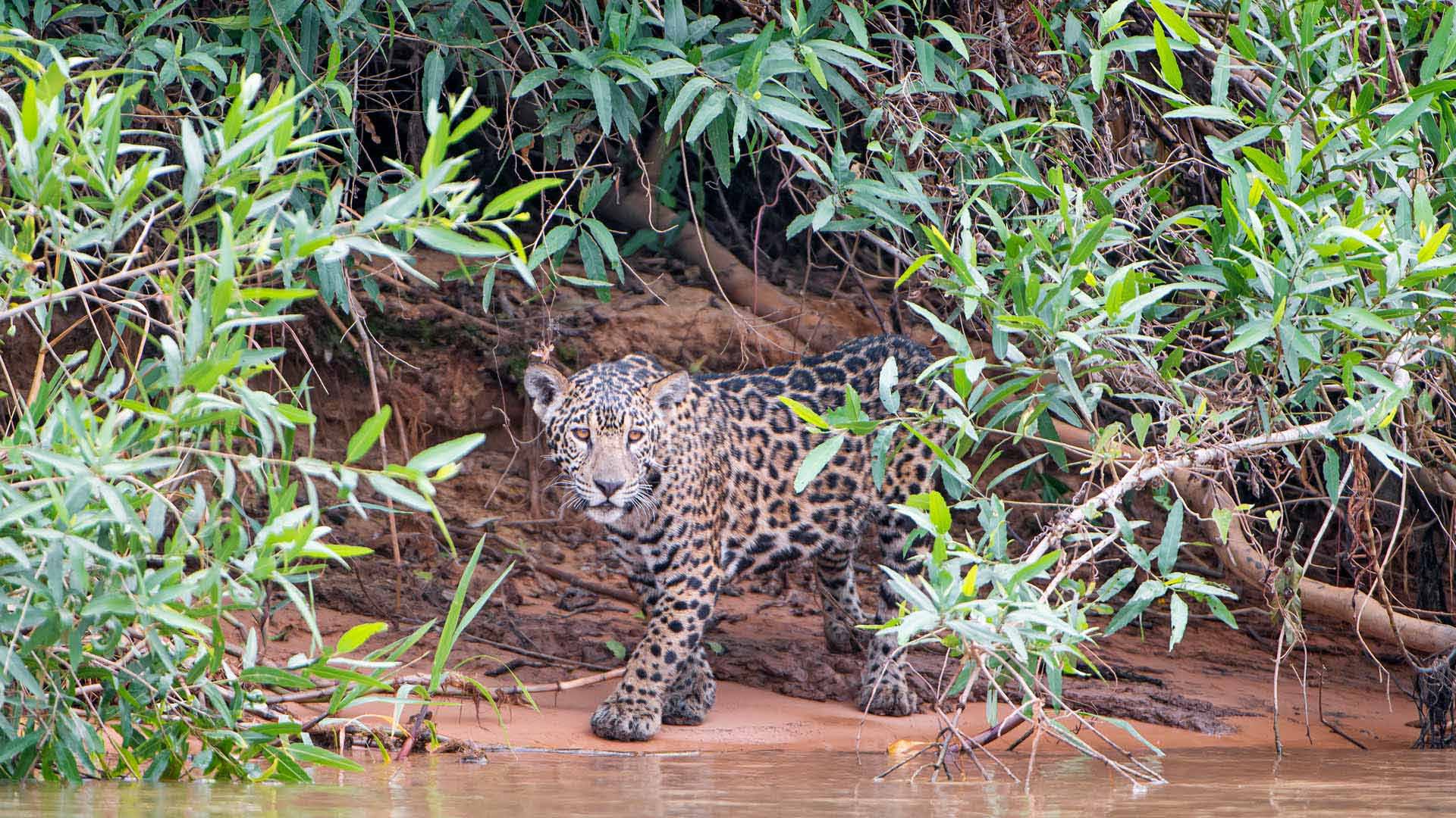 1920x1080 Bing image: A young jaguar on a riverbank, Pantanal, Brazil Wallpaper Gallery