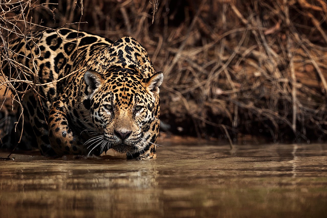 1279x853 Jaguar (Panthera onca). Pantanal, Brasilien. 2017