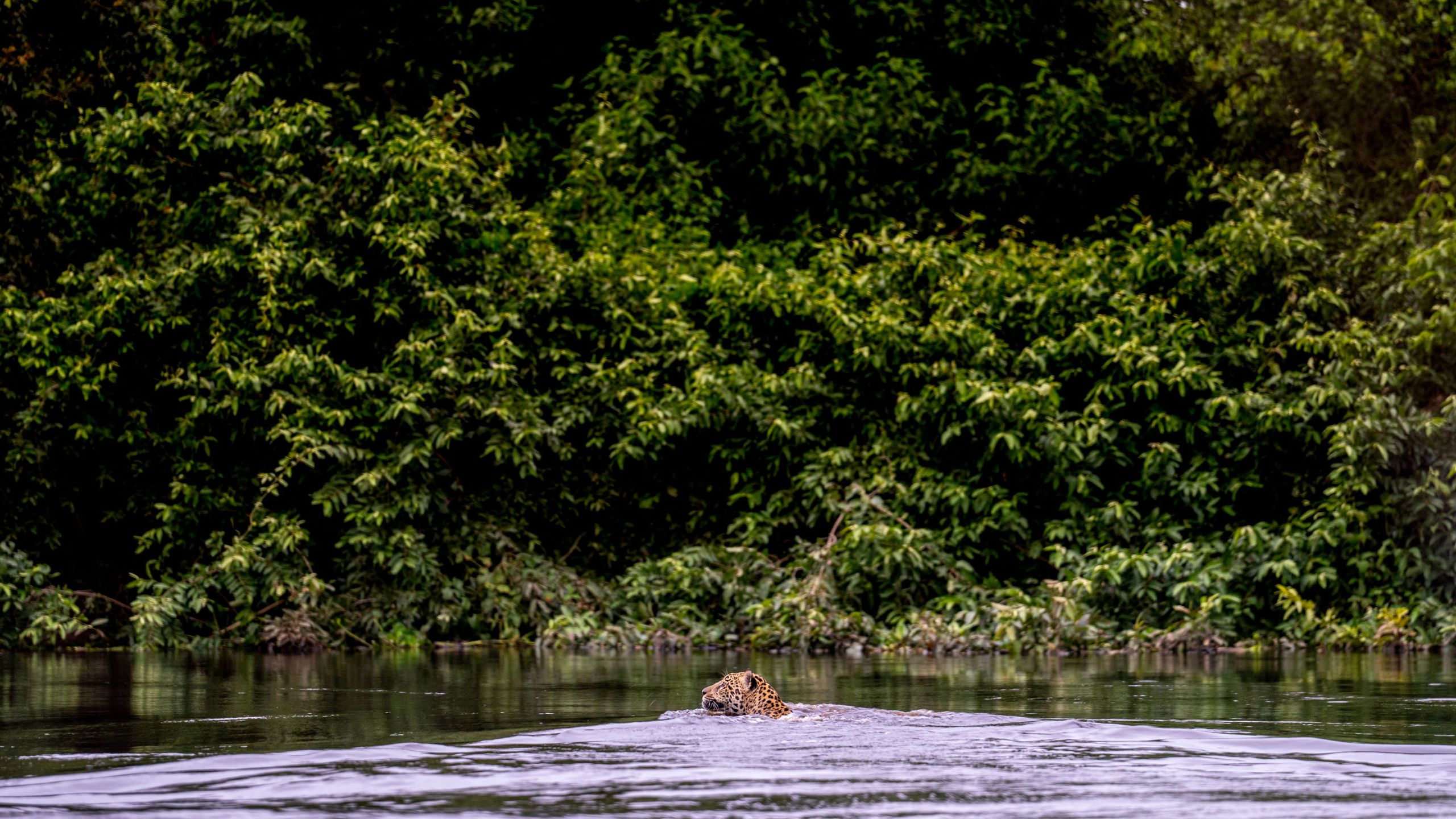2560x1440 In Brazil's Pantanal Wetlands, Jaguars, Cowboys, and a Changing Landscape Coexist. Condé Nast Traveler