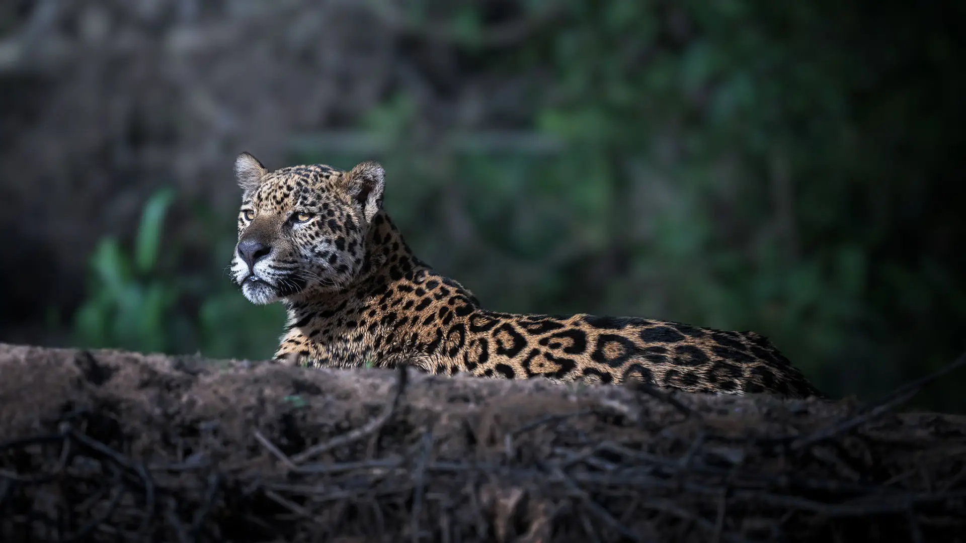 1920x1080 Photo tour Pantanal
