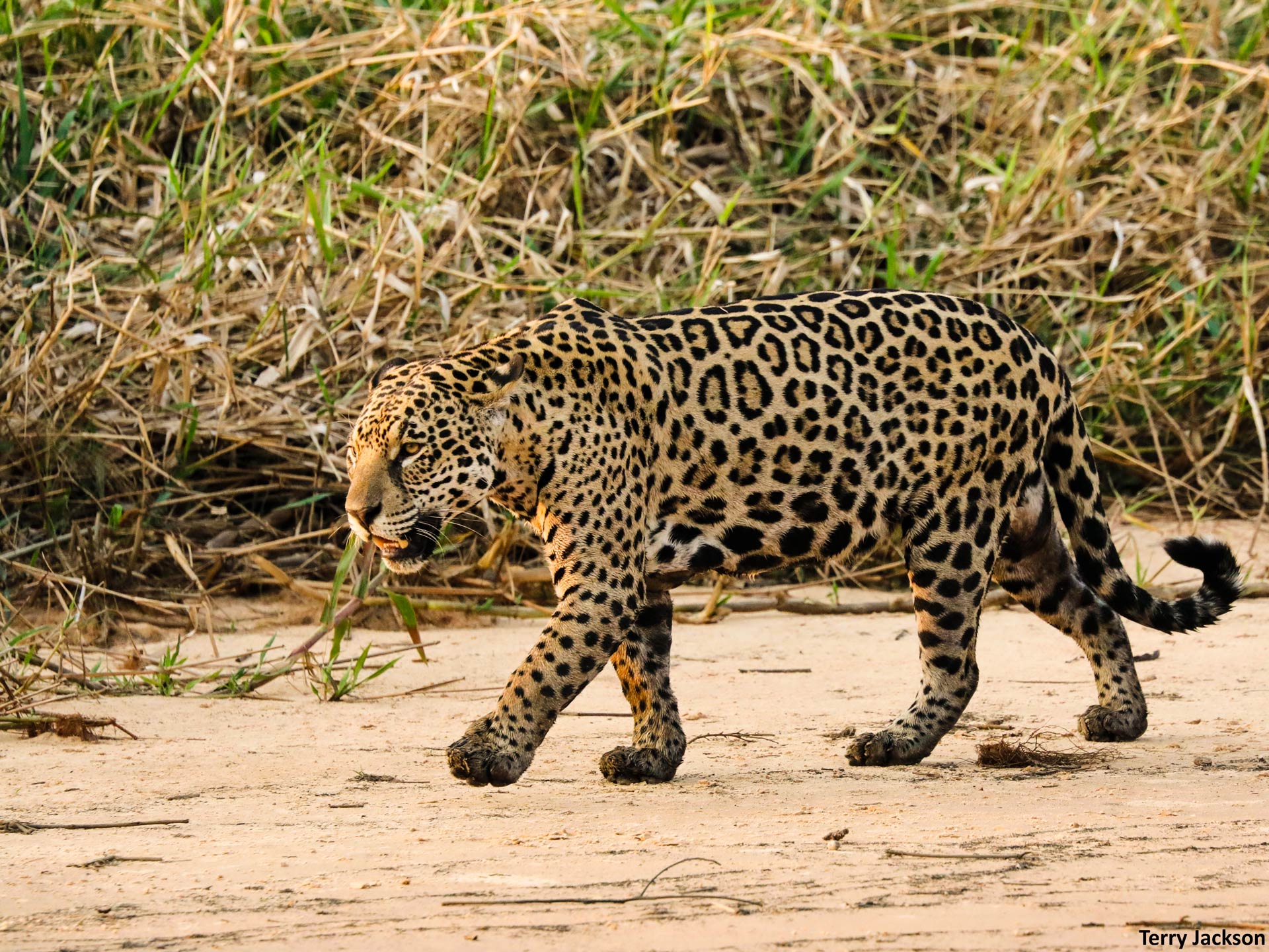 1920x1440 A Pantanal Photo Safari Terry Jackson Photo Tours