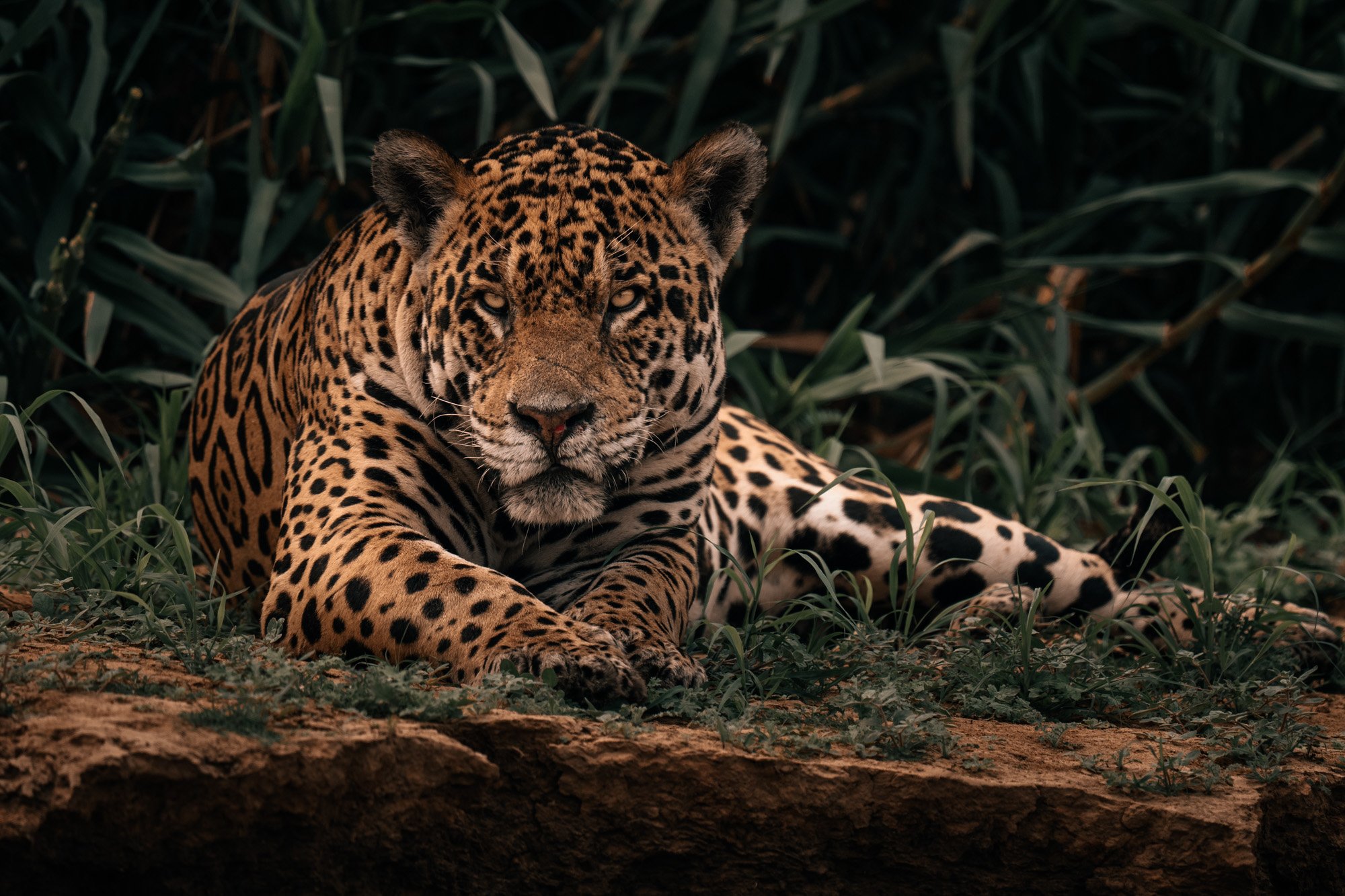 2000x1333 Jaguars of The Pantanal Photo Tours