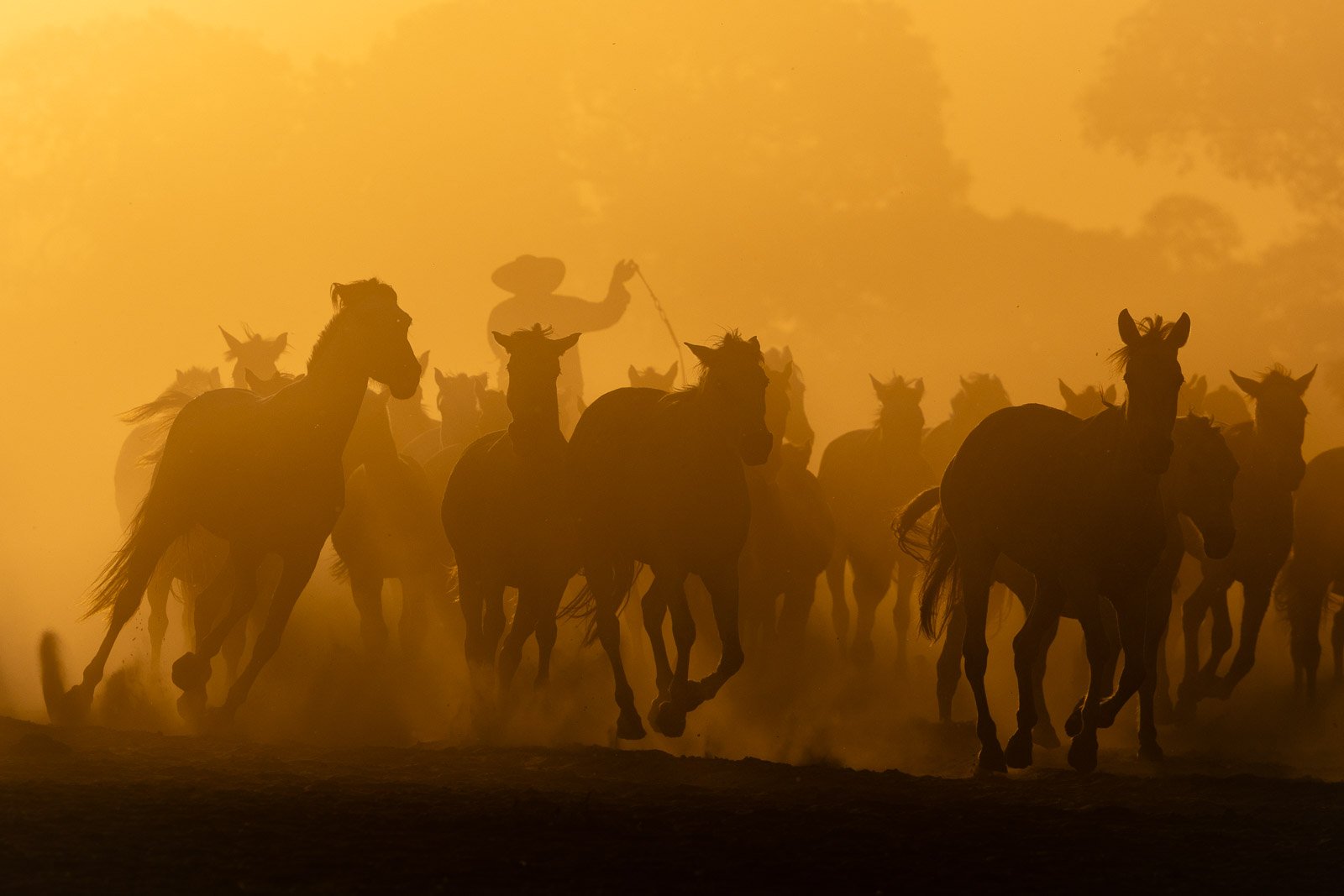 1600x1067 Buy Pantanal Horses