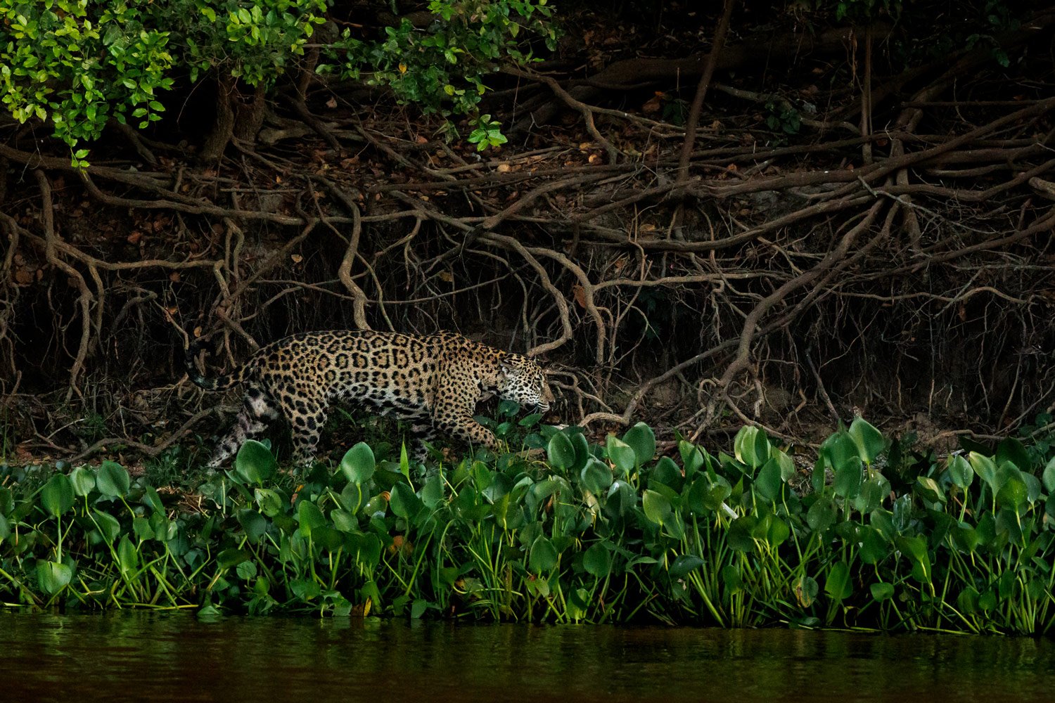 1500x1000 Jaguars of the Pantanal Photo Safari