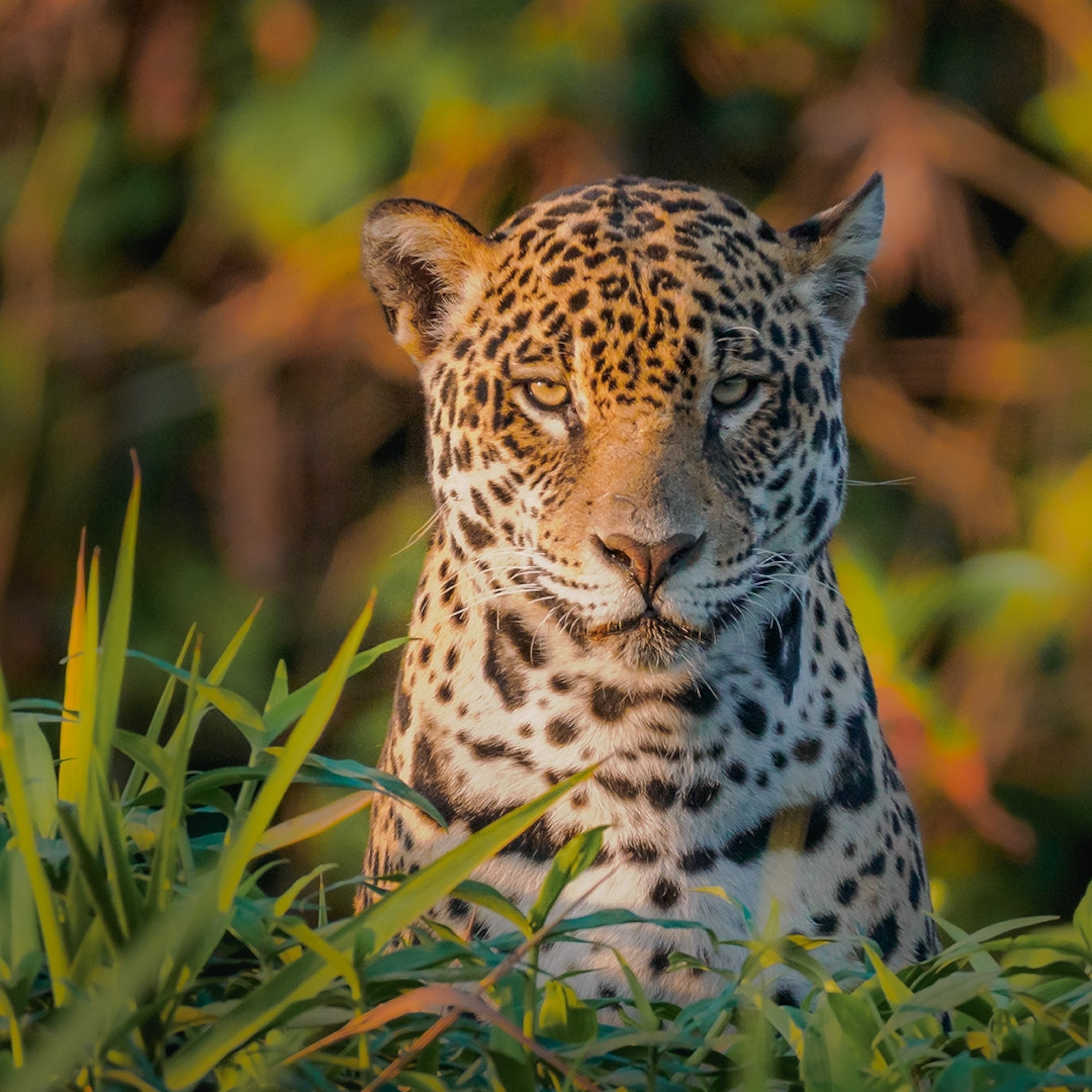 3072x3072 Brazil's Best Kept Secret: The Pantanal