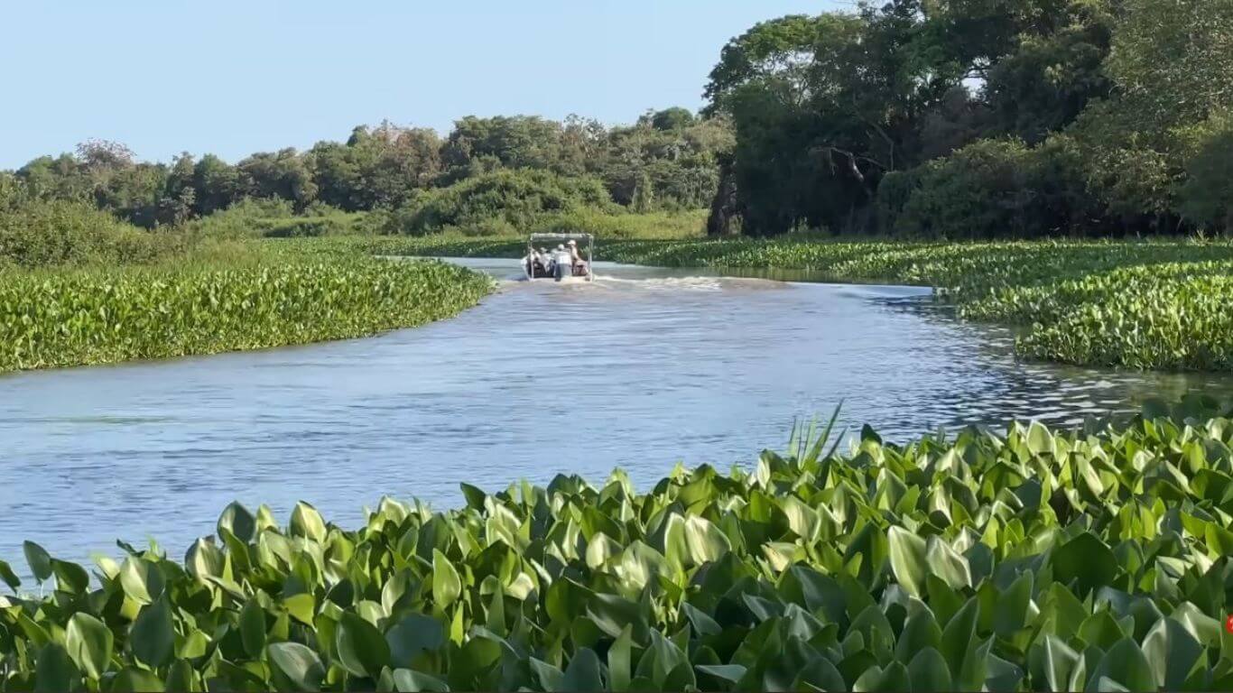 1366x768 Discovering the Pantanal: Flora and fauna