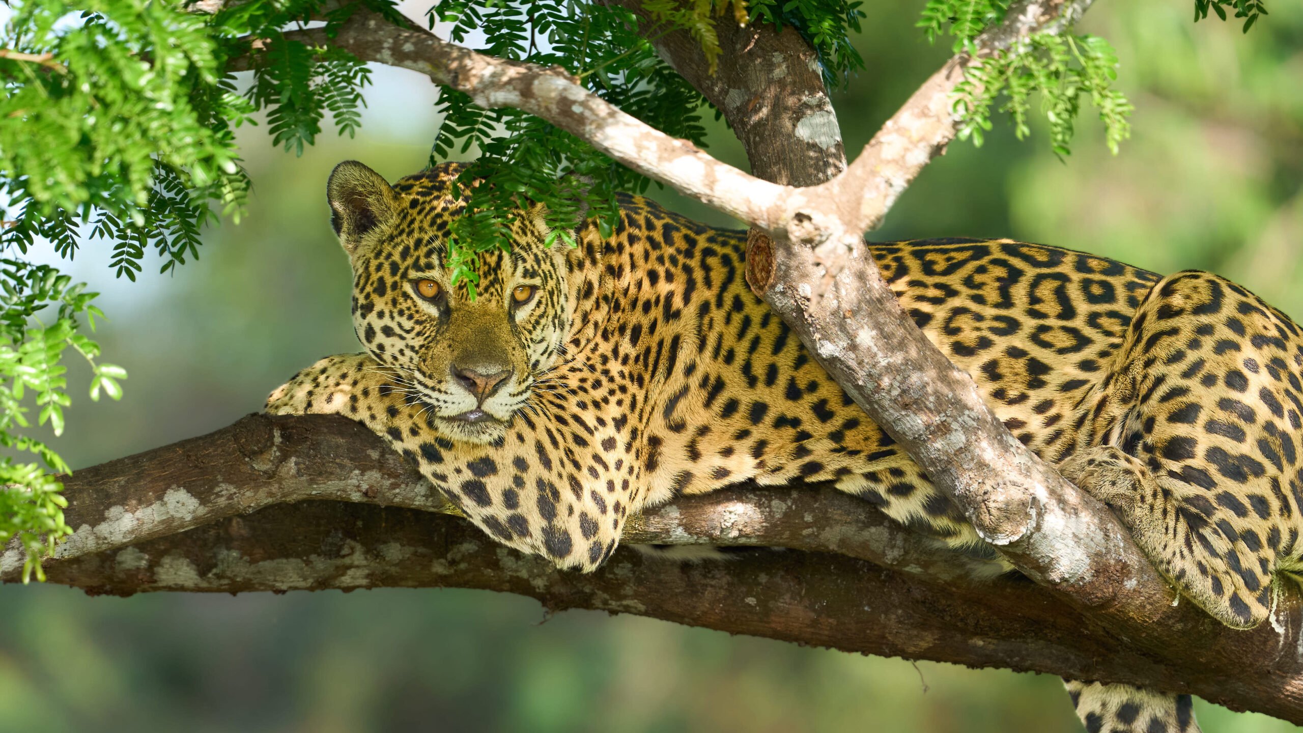 2560x1440 The Pantanal, Brazil