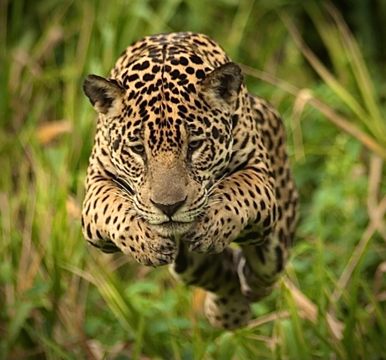 1254x1171 Advertising: Only 4 Spots Available! Ultimate Pantanal Jaguar & Mammal Expedition