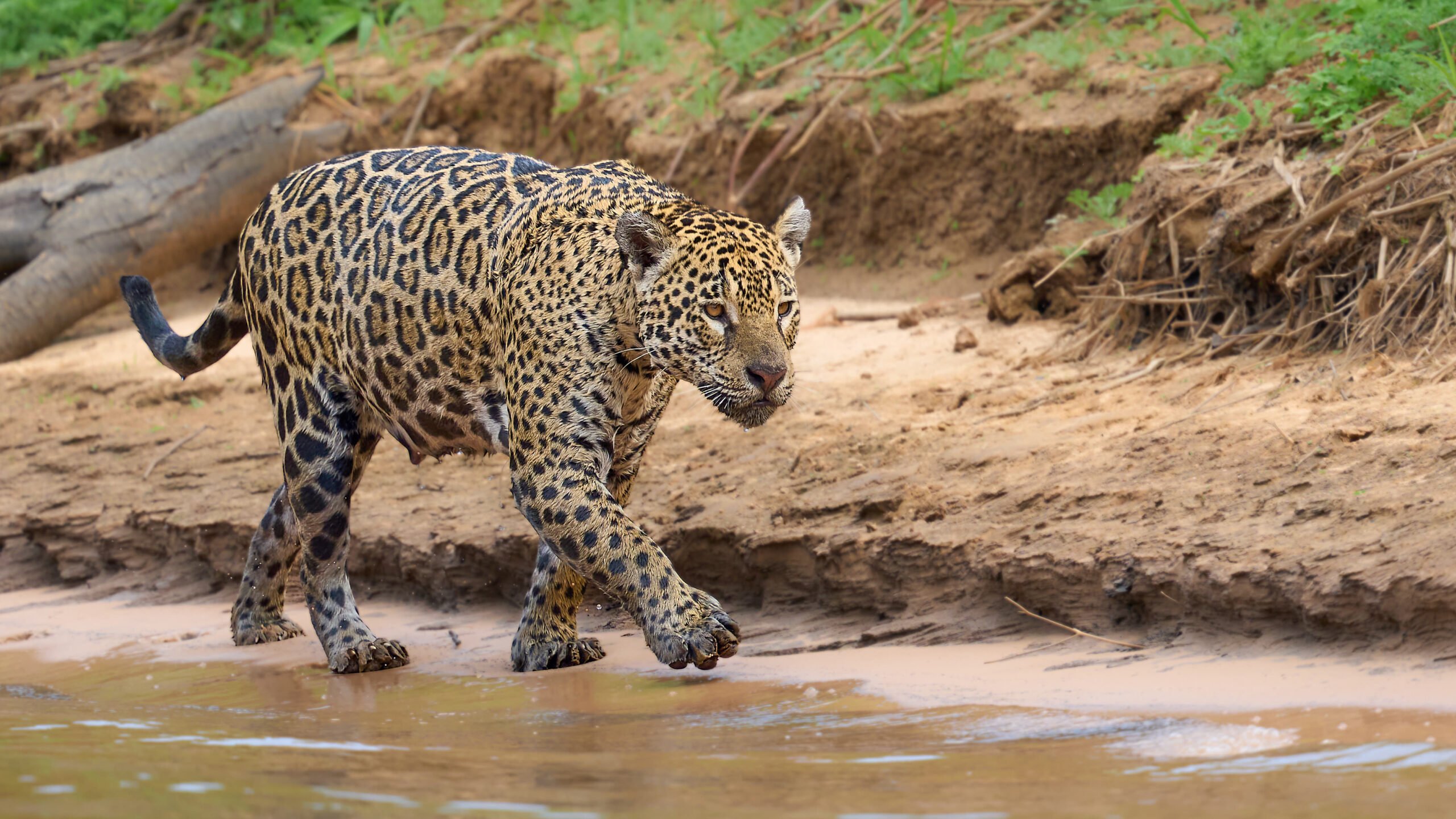 2560x1440 The Pantanal, Brazil
