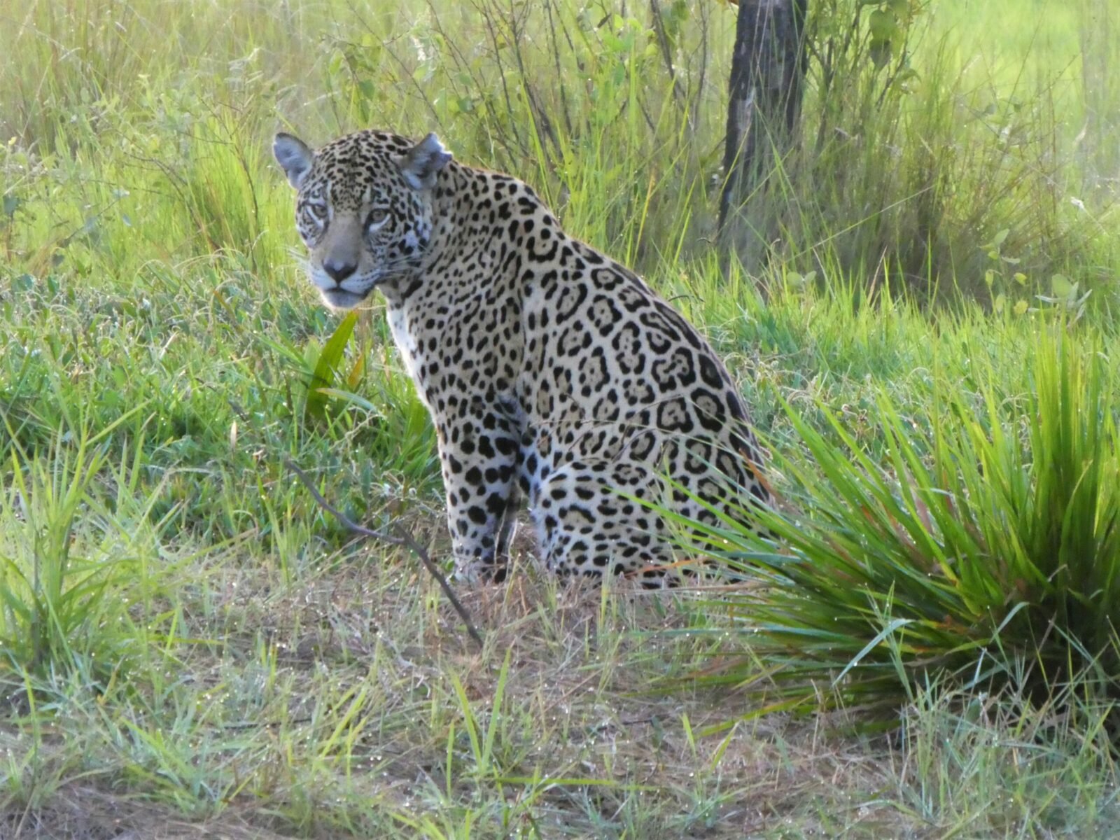 1600x1200 Exploring the Pantanal