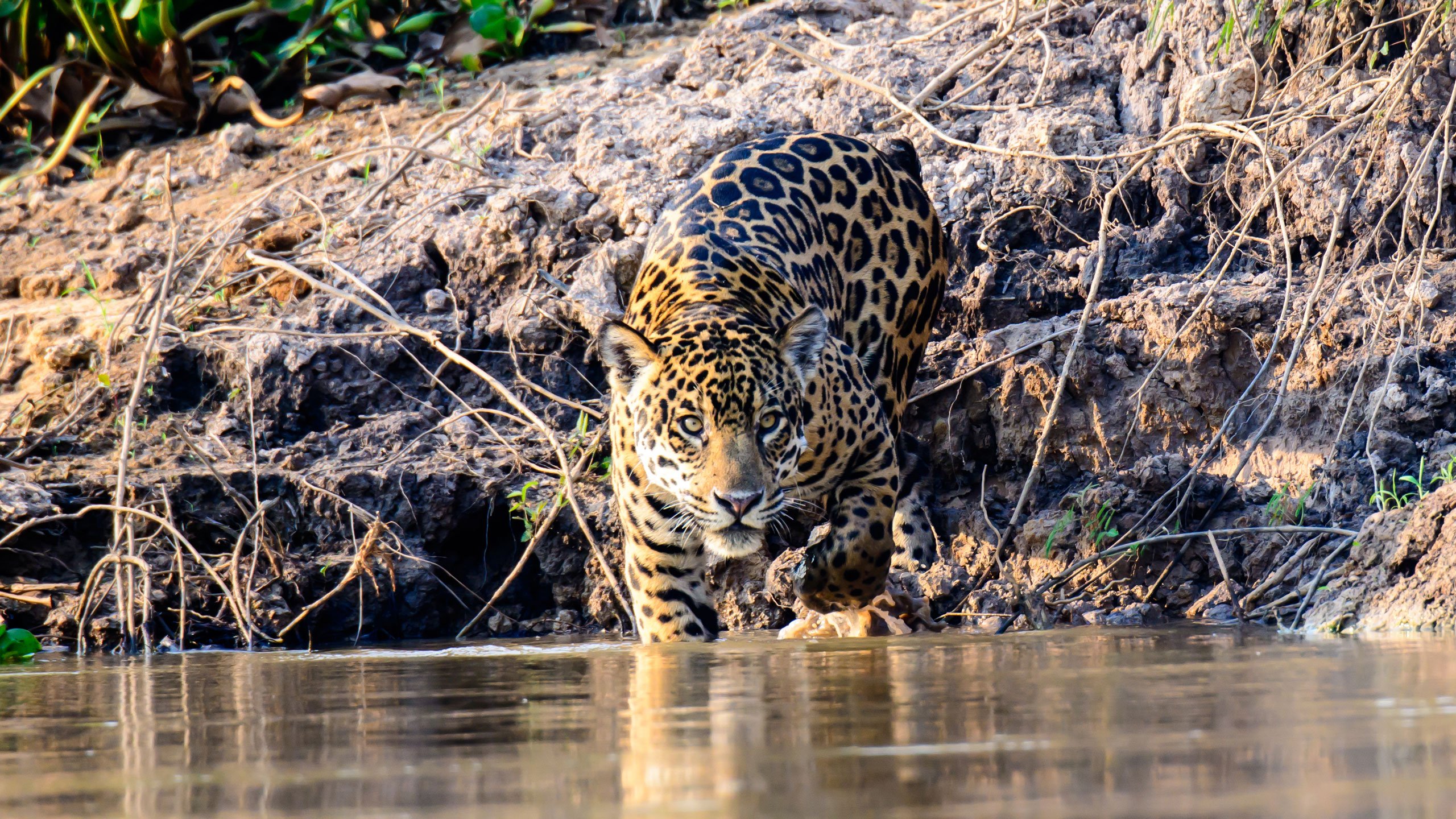 2560x1440 Natural Wonders of Iguassu and The Pantanal