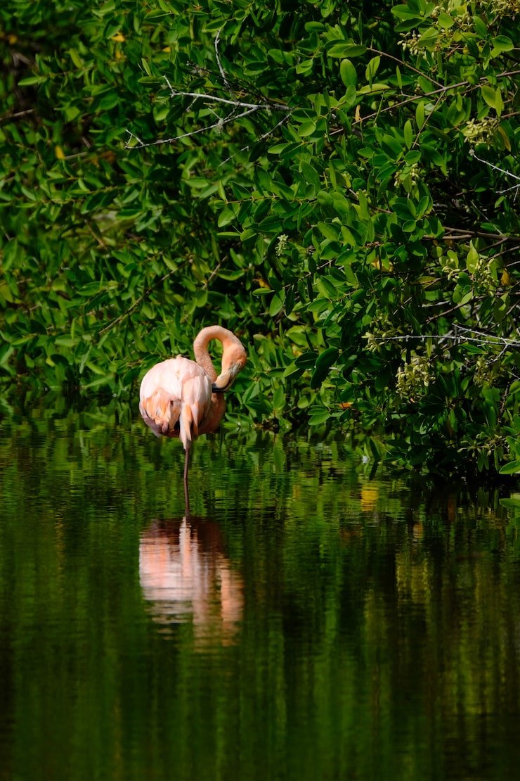 740x1110 Paraguayan Pantanal Photo Free High Quality Picture