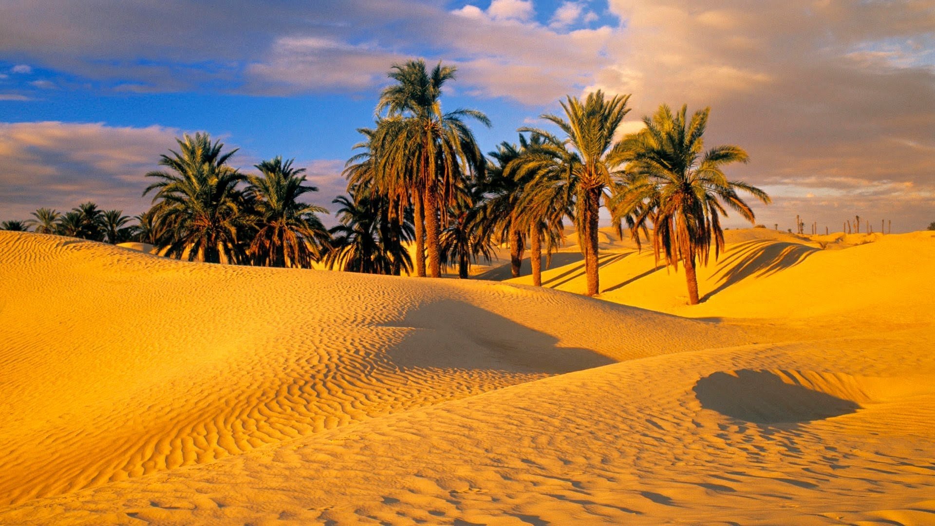 1920x1080 Serene Desert Oasis: HD Wallpaper of Sand Dunes and Palm Treesx1080