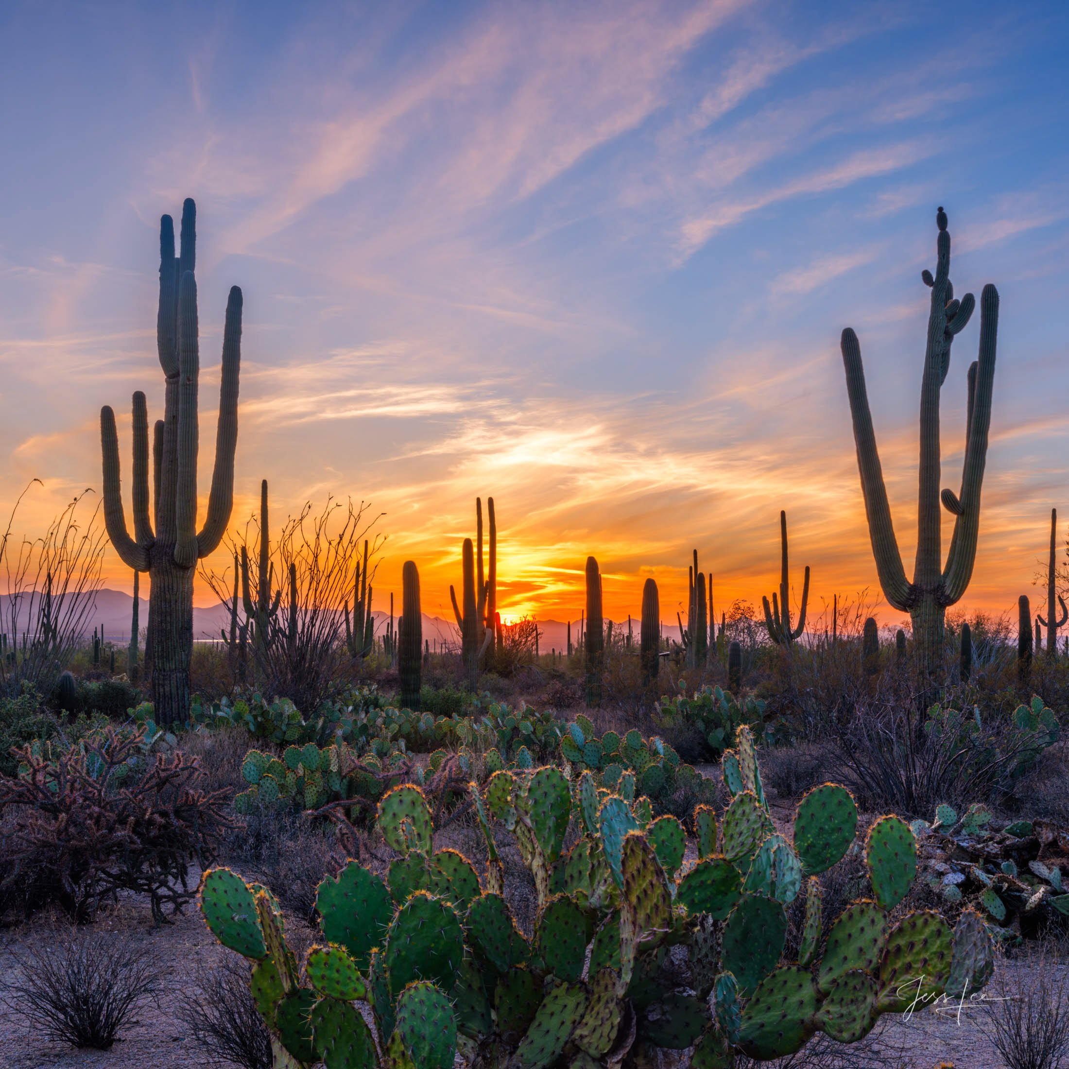2200x2200 Saguaro N.P. Photography Prints of The Best Location. Fine Art Photography