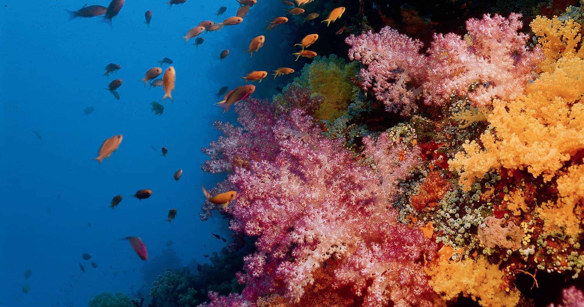 1920x1009 Reef Check Australia Celebrates Achievements with Latest Report