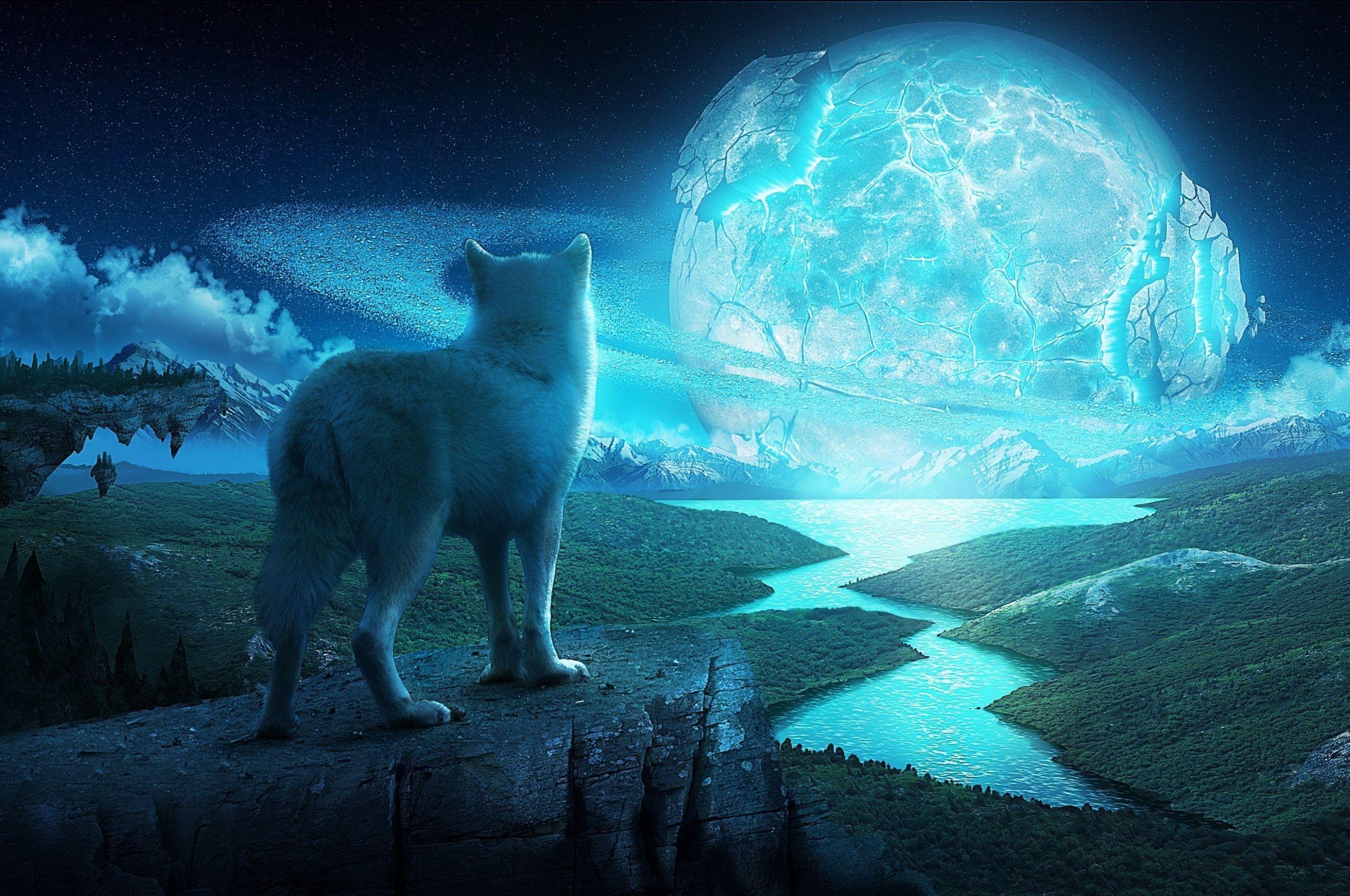 2560x1700 Free download Wolf Computer Wallpaper Desktop Background