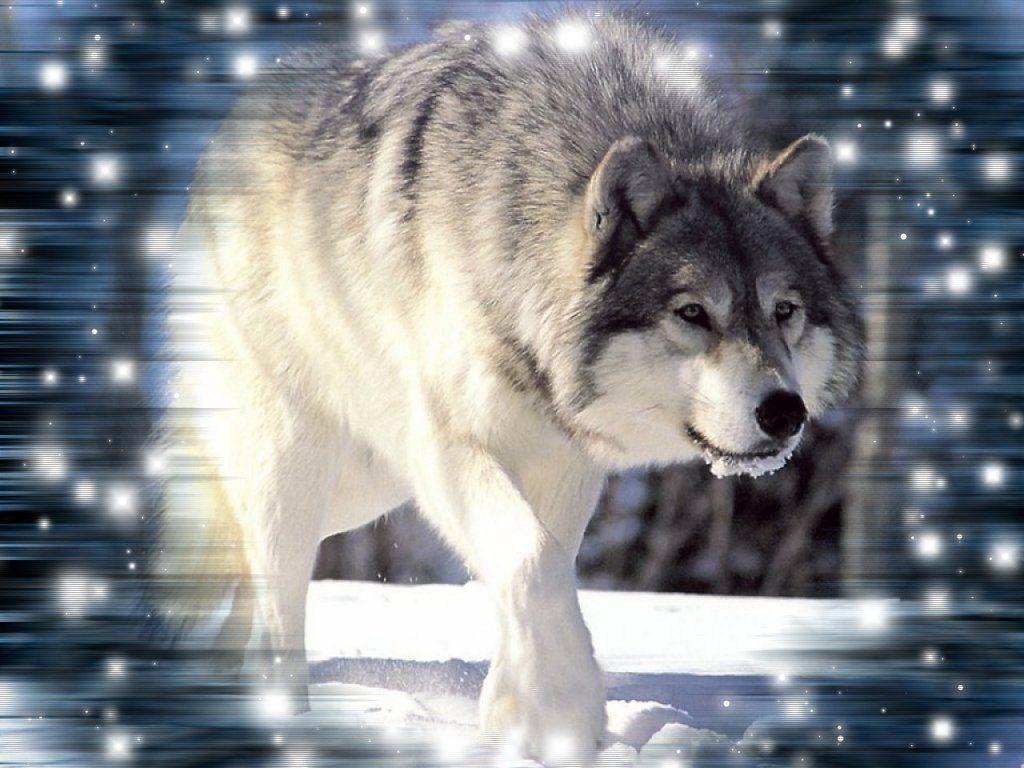 1024x768 Cool Wolf Background