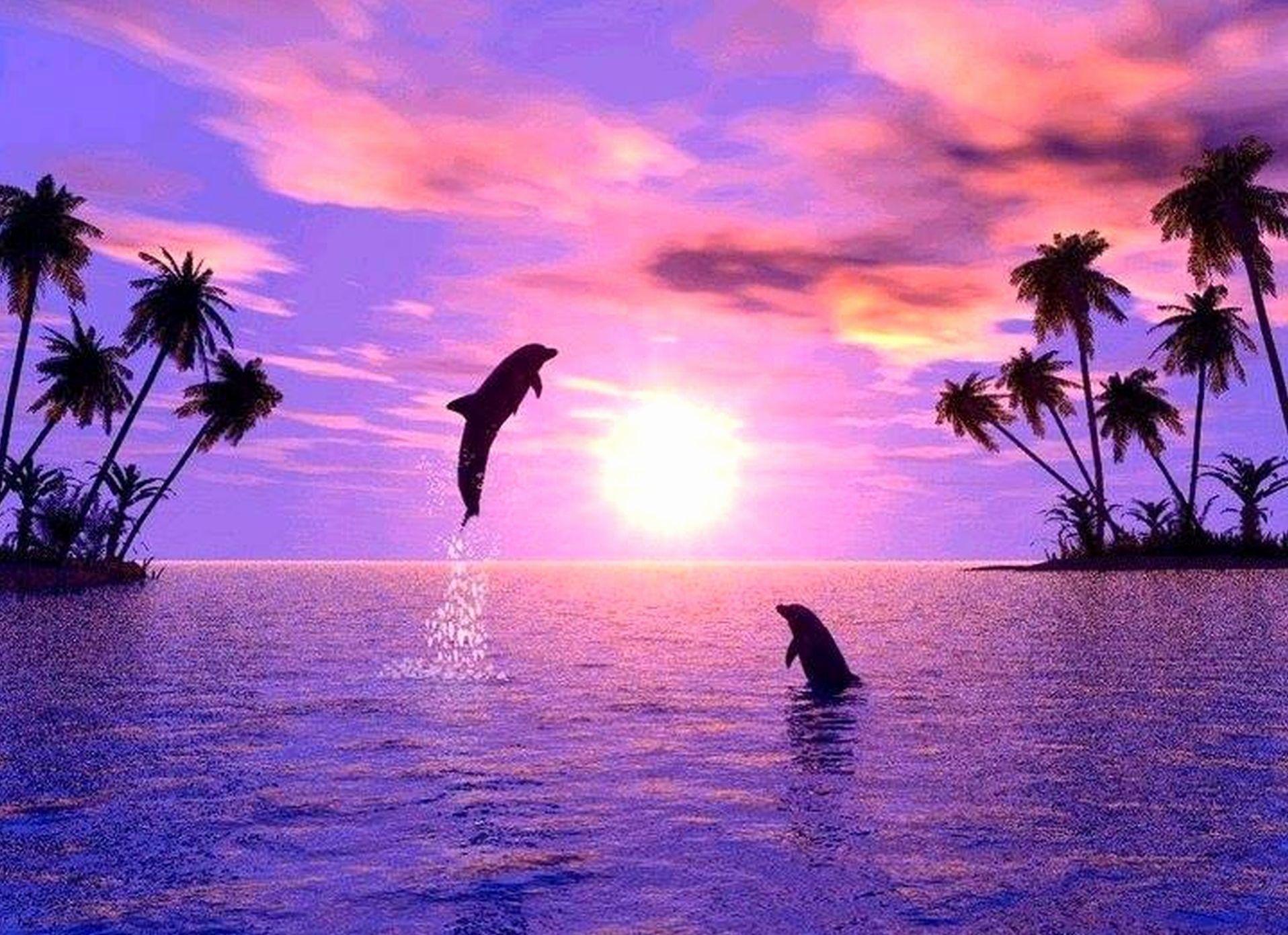 1916x1391 Dolphin Wallpaper Best Of Dolphin Desktop Wallpaper Wallpaper