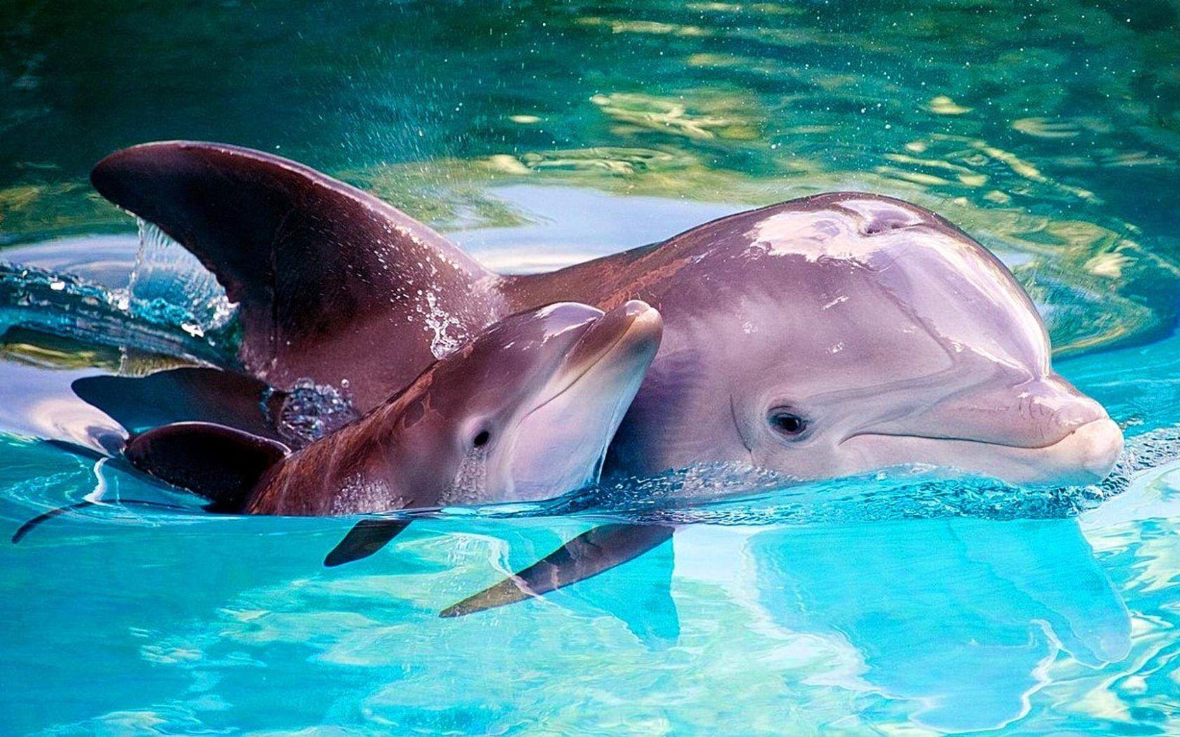 1680x1050 Animals From The Sea Dolphin Mother And Baby Dolphin HD Wallpaper