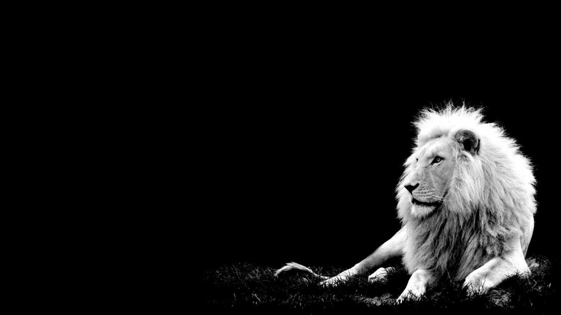 Cool Lion Desktop Wallpapers - Top Free Cool Lion Desktop Backgrounds