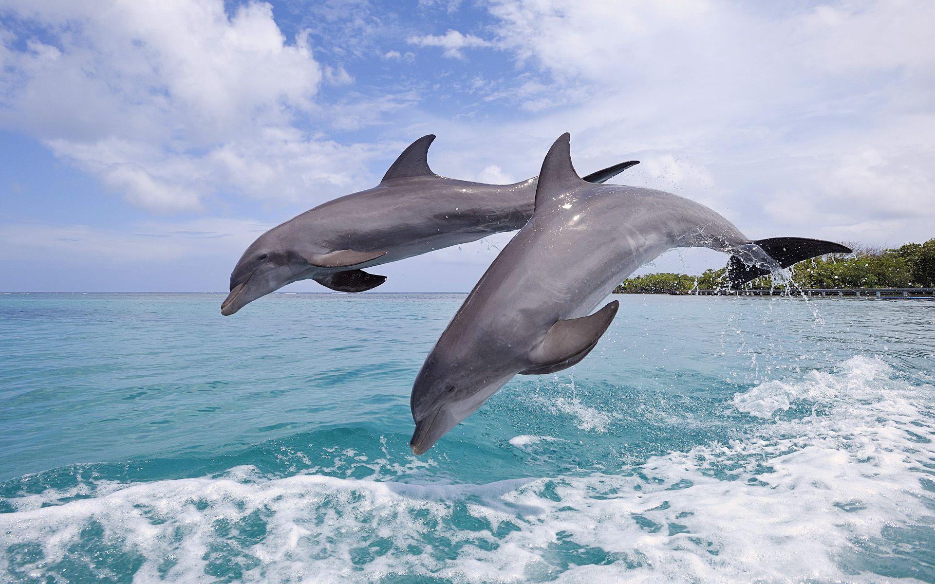 1920x1200 Dolphin Wallpaper for Computer