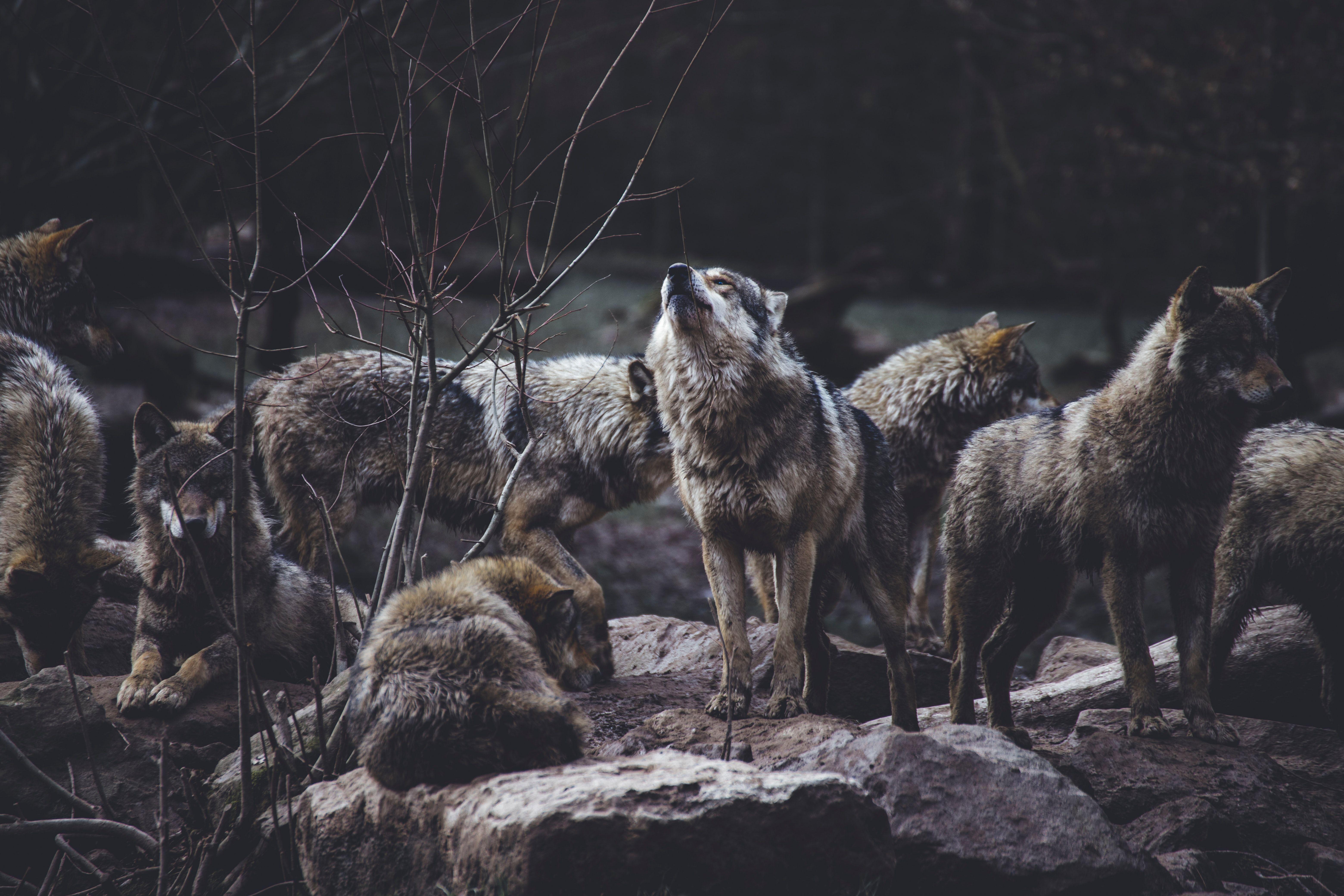 6240x4160 Wolf Wallpaper: Free HD Download [HQ]