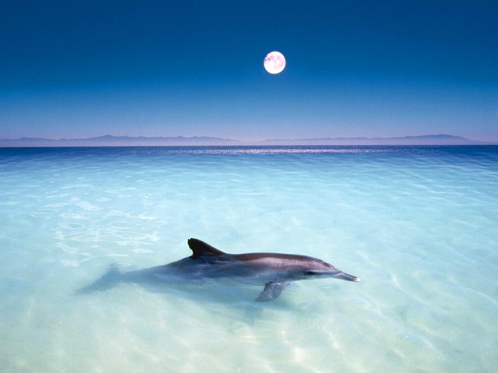 1600x1200 Free Dolphin Desktop Wallpaper