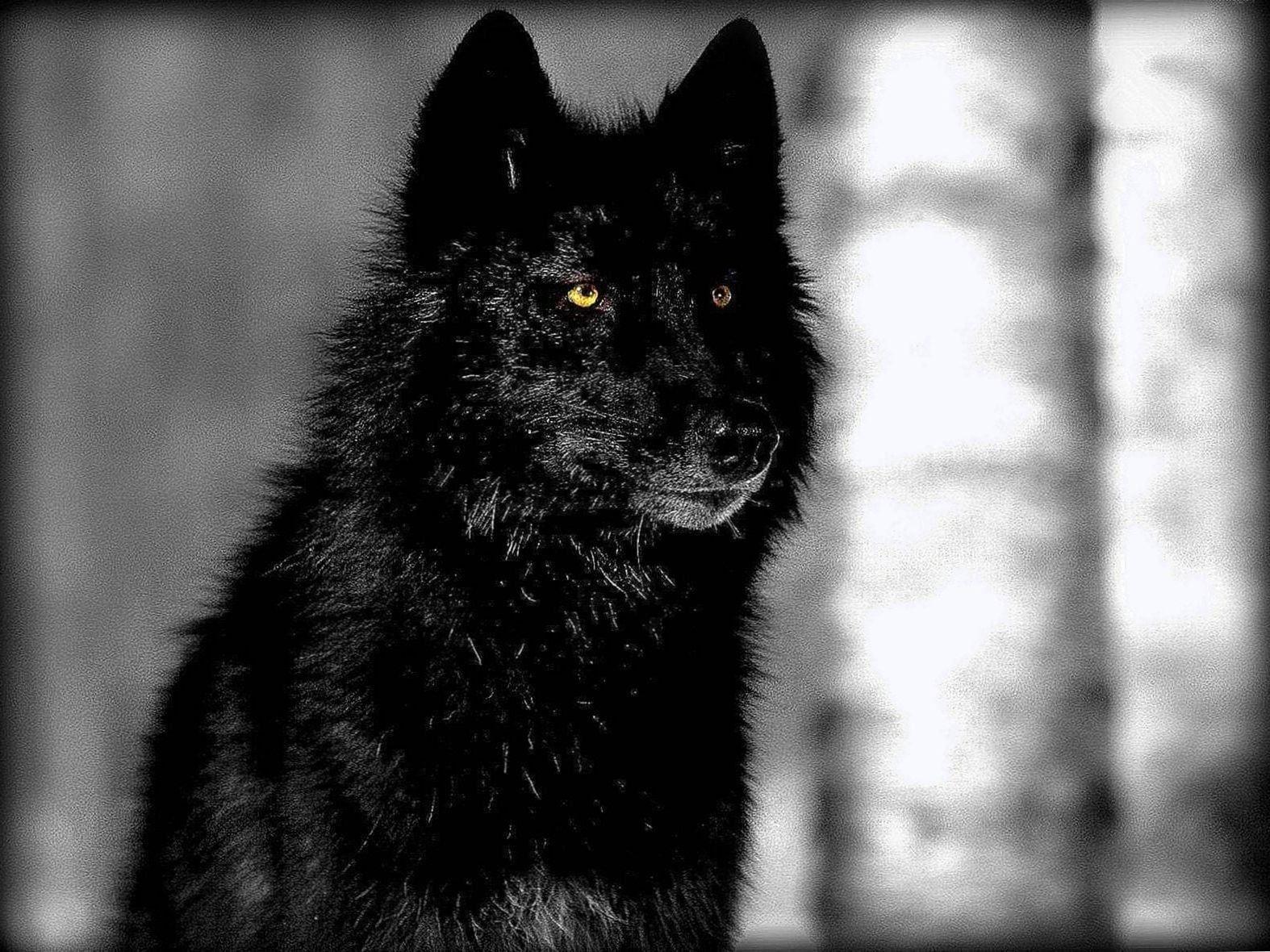 1574x1180 Black Wolf HD Wallpaper 1080p Wallpaper.Pro