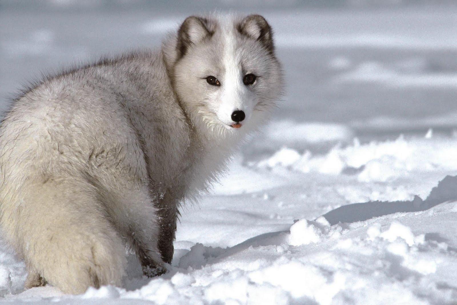 1600x1067 Picture & Wallpaper Collections: Wolves desktop wallpaper