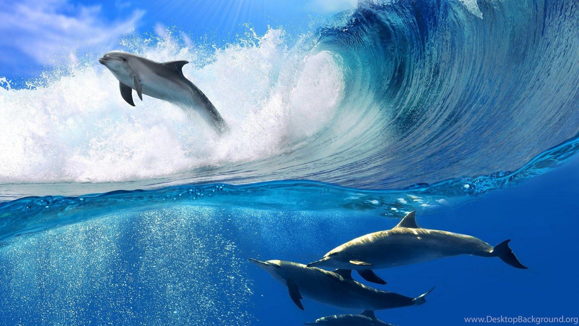 1920x1080 Playing Dolphins Desktop Wallpaper Desktop Background