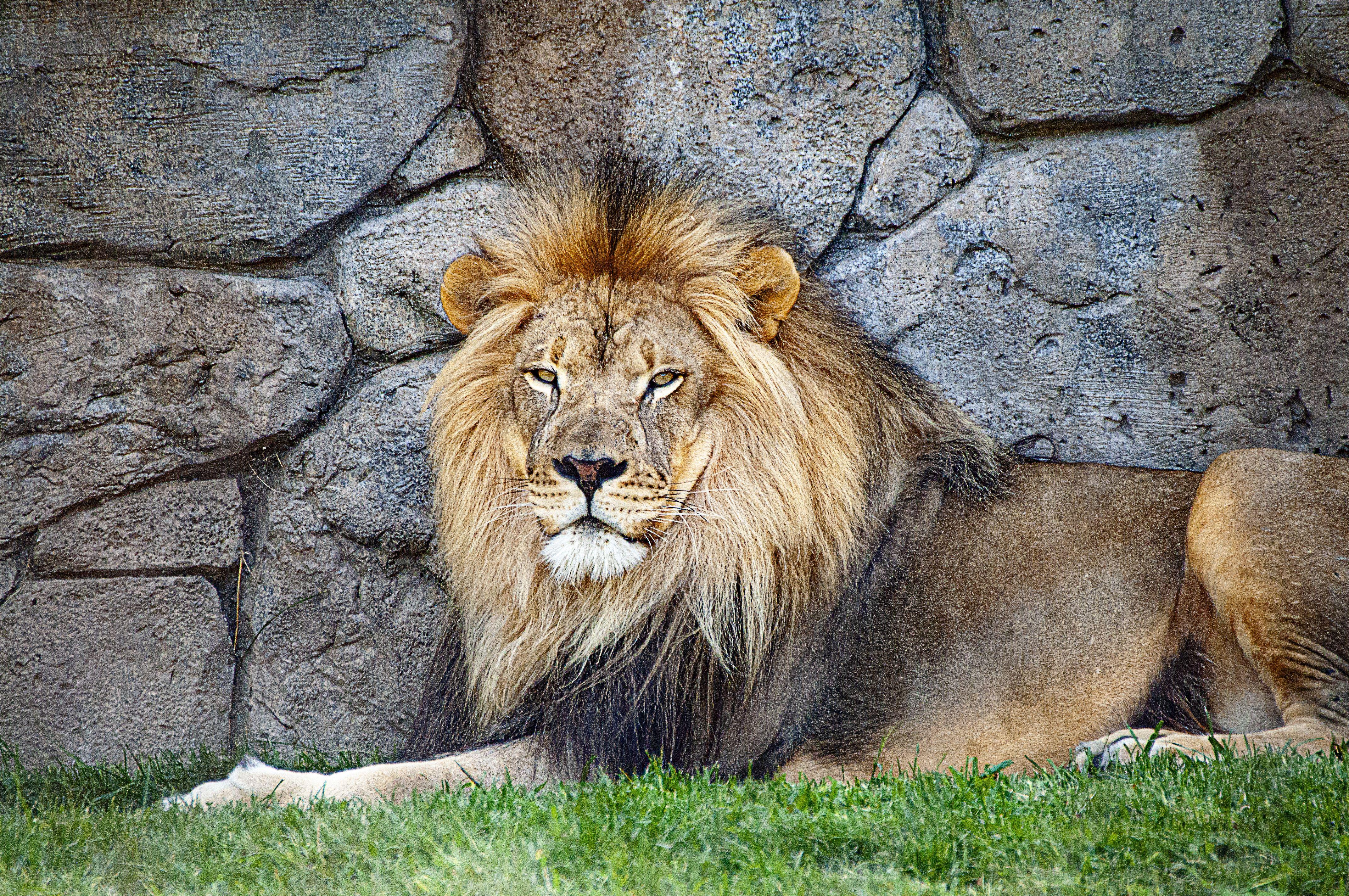 4288x2848 Lion Picture & Image. Download Free Image &