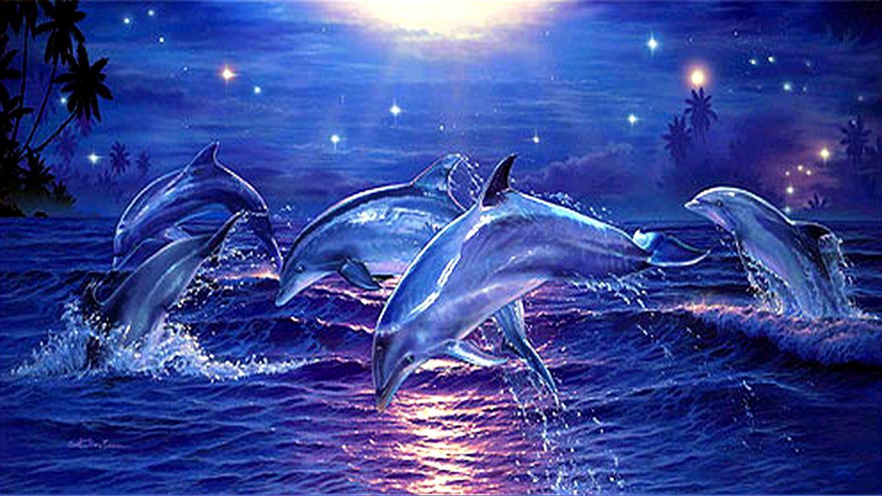 1280x720 Dolphin HD Desktop Wallpaper Wallpaper For Laptop