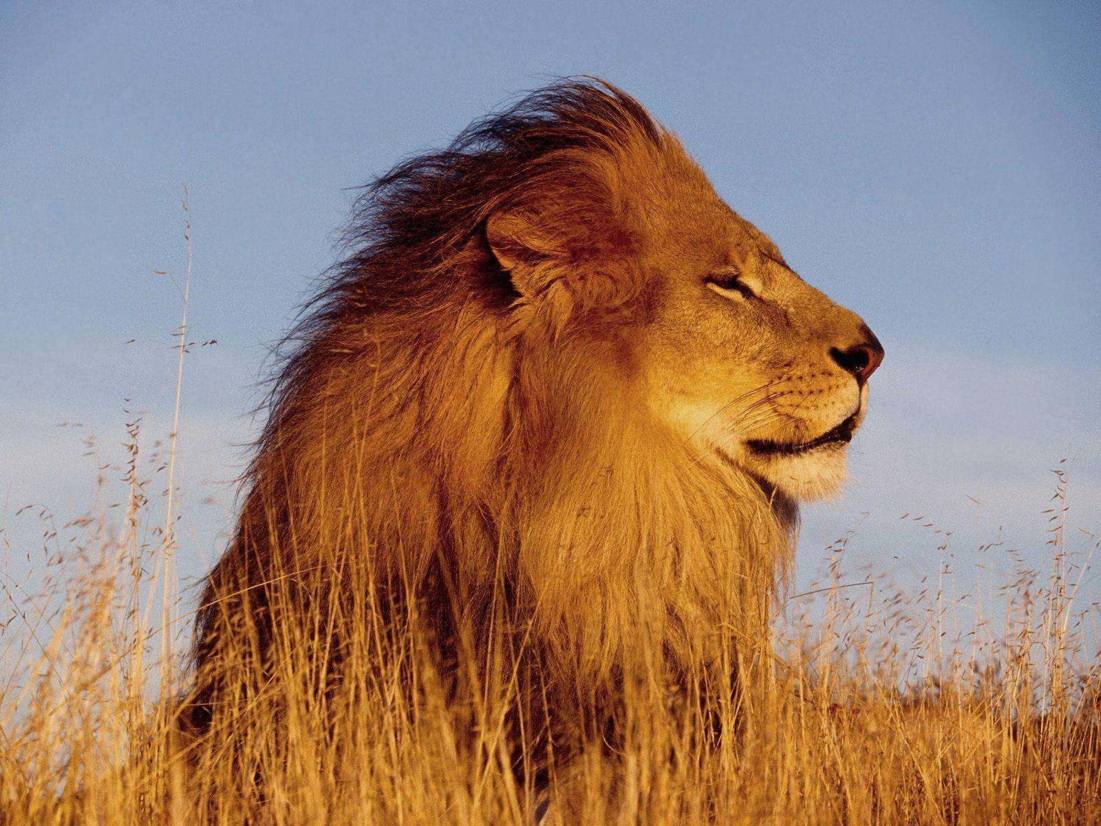 1600x1200 Lion HD Wallpaper. Lion Desktop Wallpaper and Image. Cool