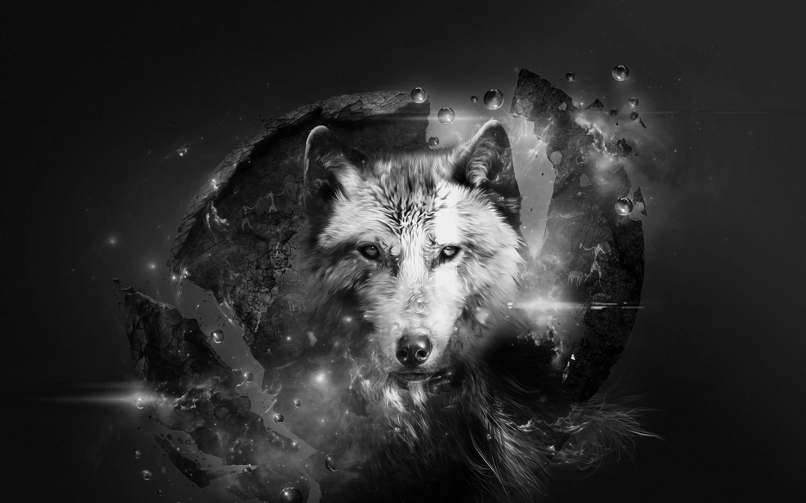2560x1600 Black And White Wolf Wallpaper Cool Wolf, Download