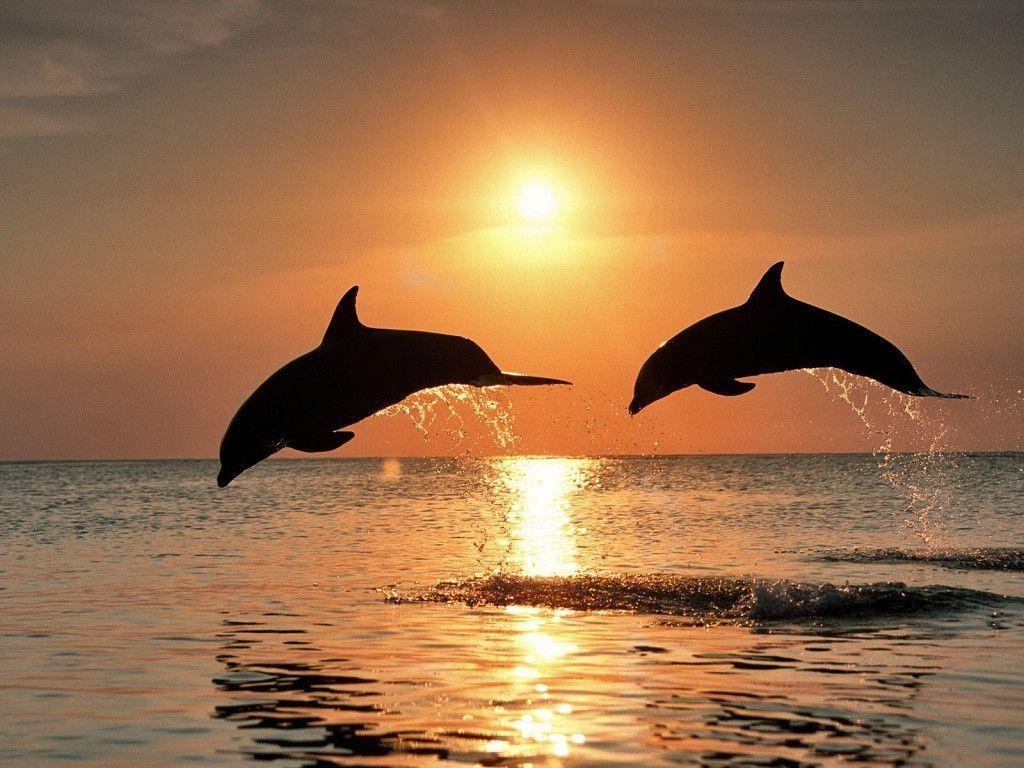 1024x768 Gorgeous Collection Of Dolphin Desktop Wallpaper