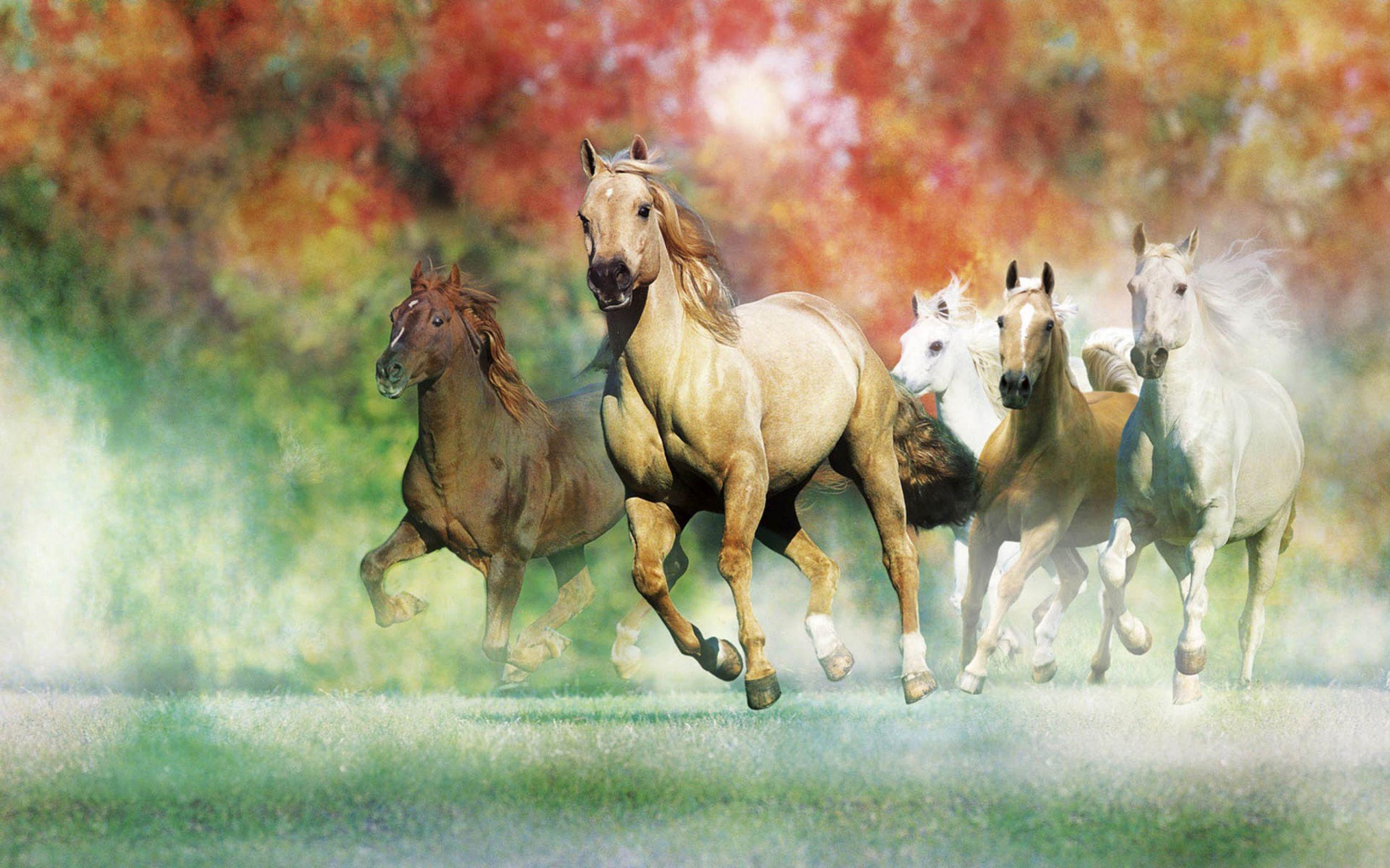 2560x1600 Galloping Horses For Desktop Wallpaper 2560x1600 :