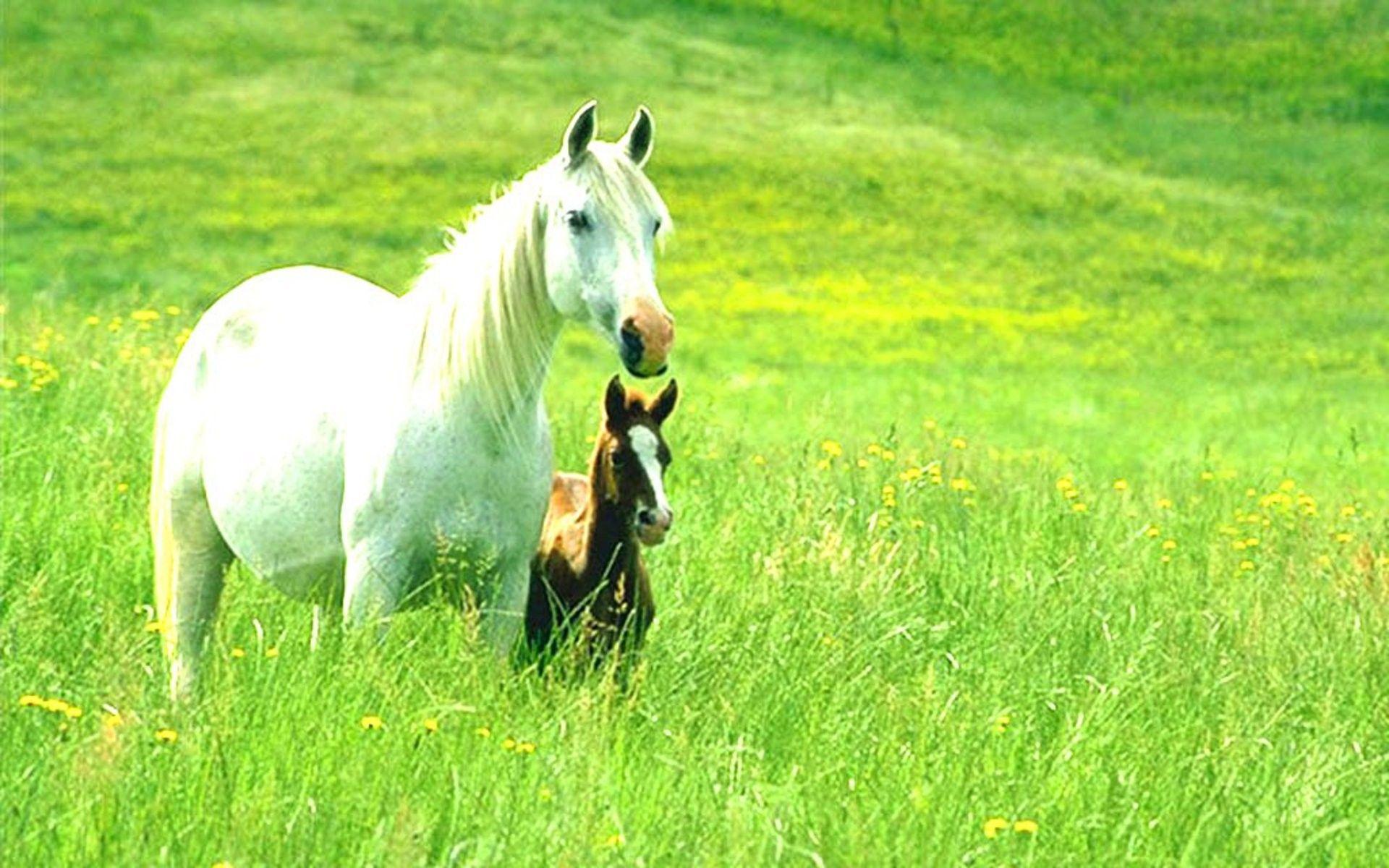 1920x1200 Horse Desktop Wallpaper