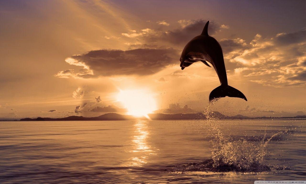 1280x768 Dolphin Wallpaper HD