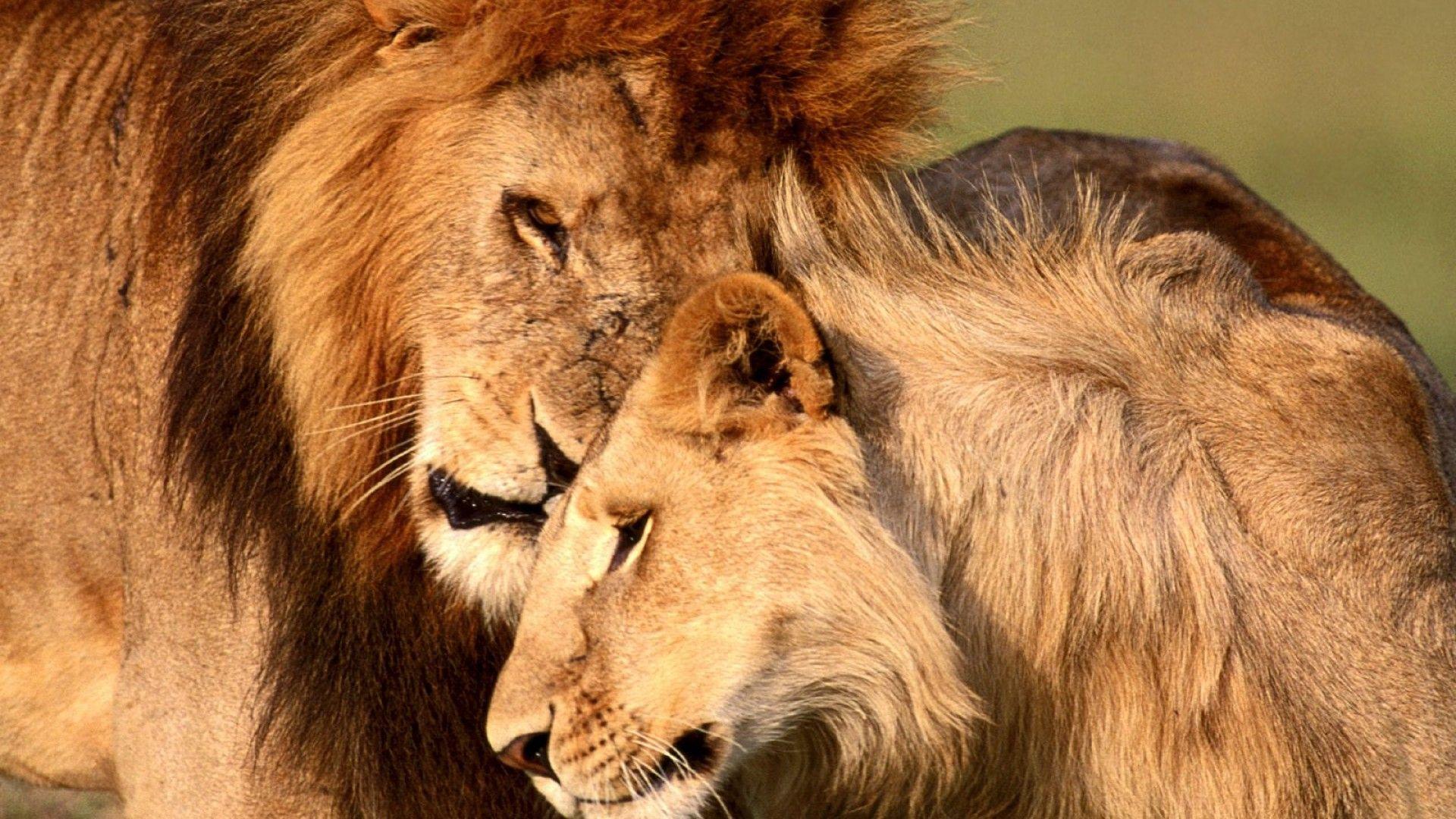 1920x1080 Lion Wallpaper