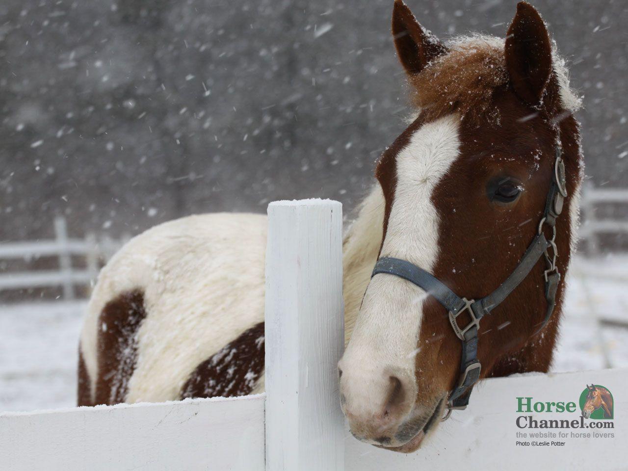 1280x960 Pinto Horse Desktop Wallpaper