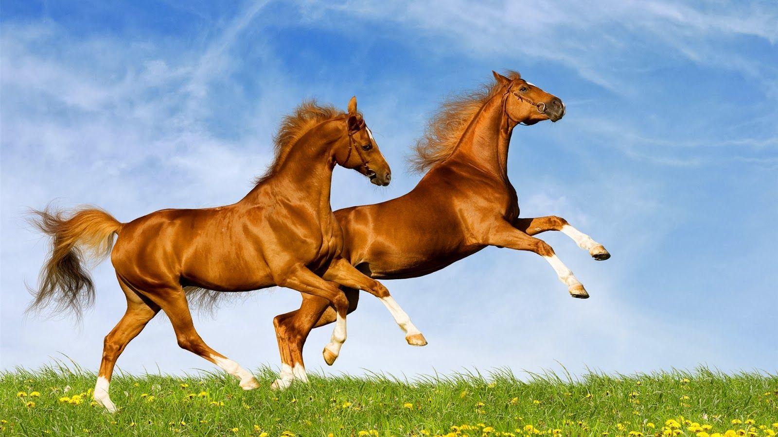 1600x900 HD Horse Desktop Wallpaper