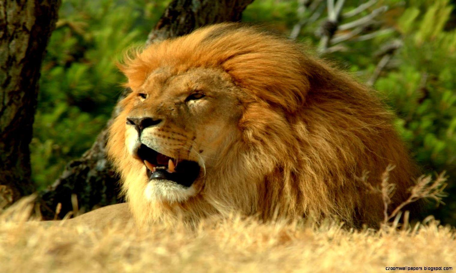 1520x910 Awesome Lion HD Wallpaper In Widescreen For Desktop
